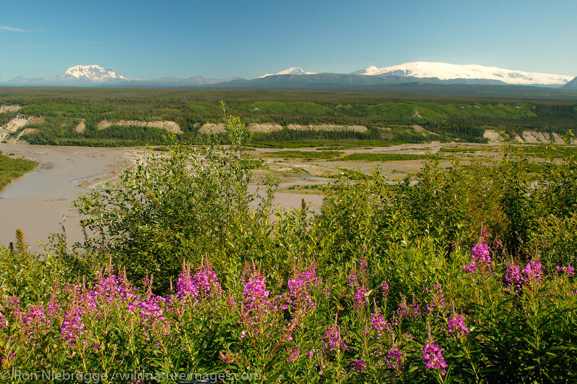 The Copper River and Mount Drum of the Wrangell Mountains, Wrangell Saint Elias National Park and Preserve, Alaska.