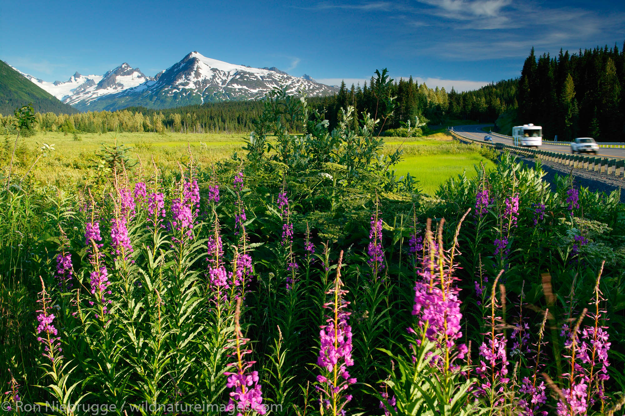 Fireweed and the Chugach National Forest from along the Seward Highway, Kenai Peninsula, Alaska.