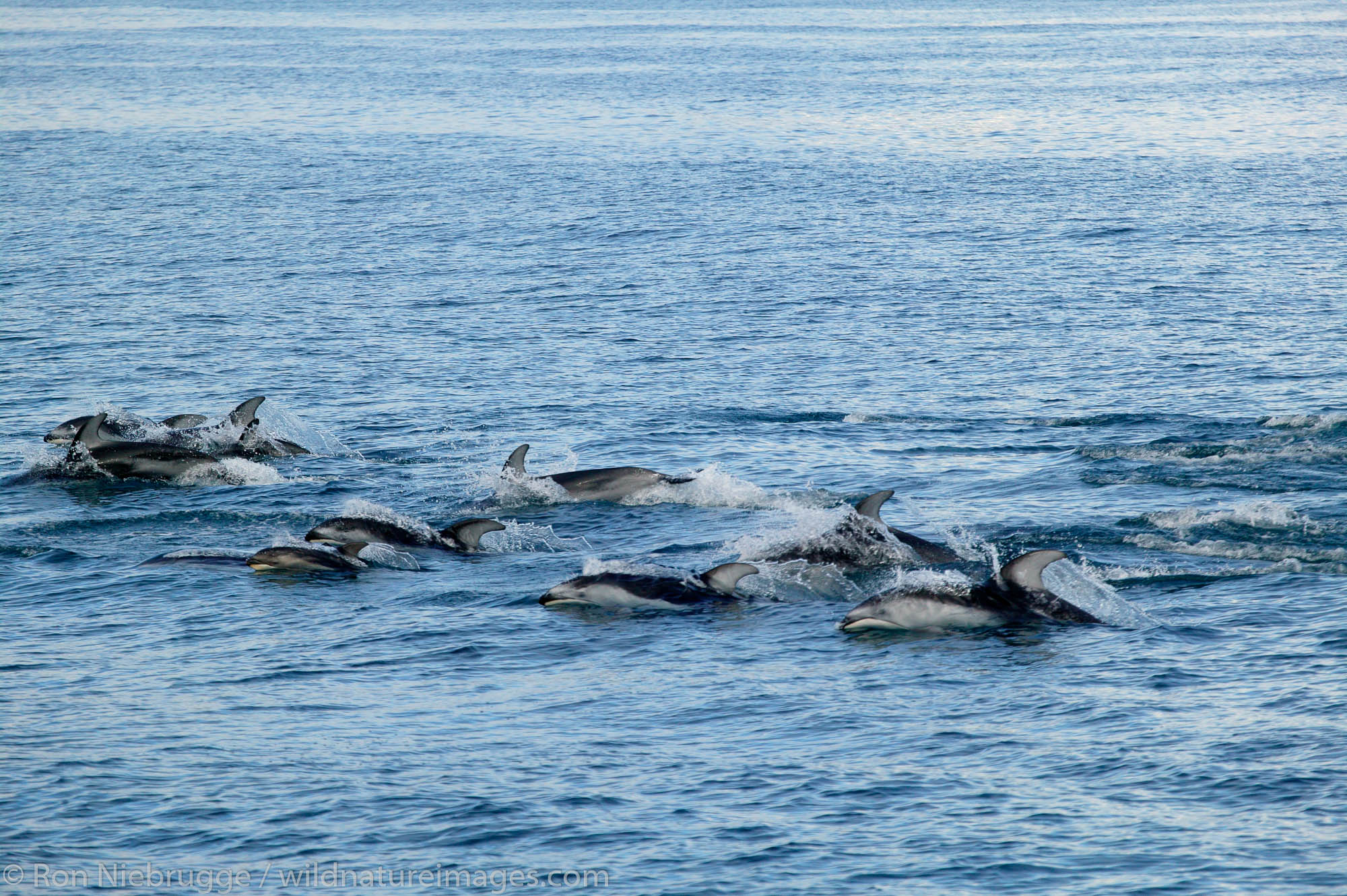 Pacific White-sided Dolphin Kenai Fjords National Park, Alaska.