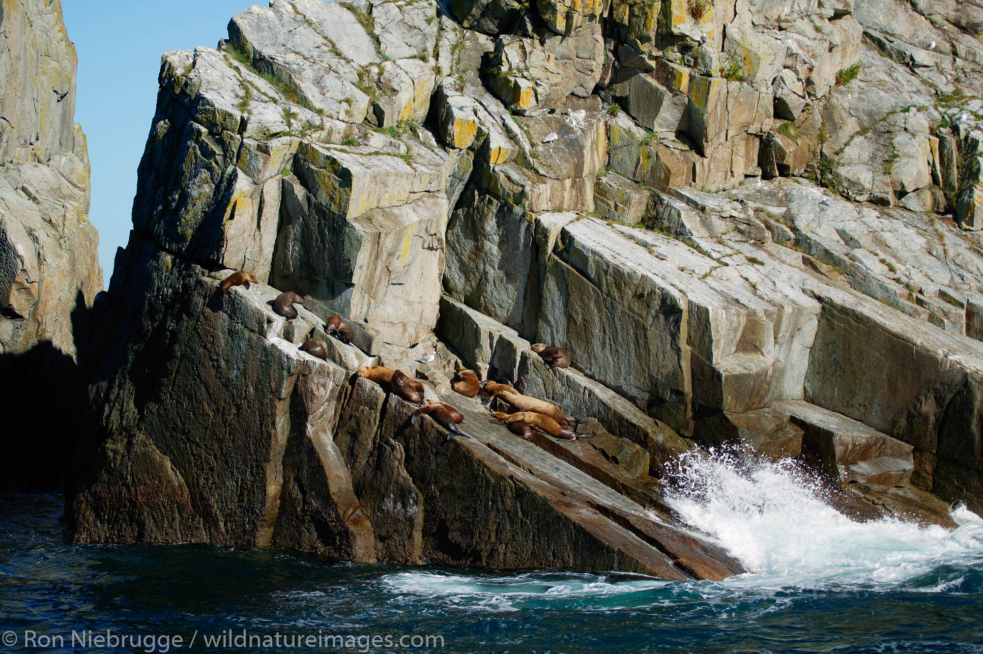 Northern Steller Sea lions, Chiswell Islands, part of the Alaska Maritime National Wildlife Refuge, Kenai Fjords National Park...