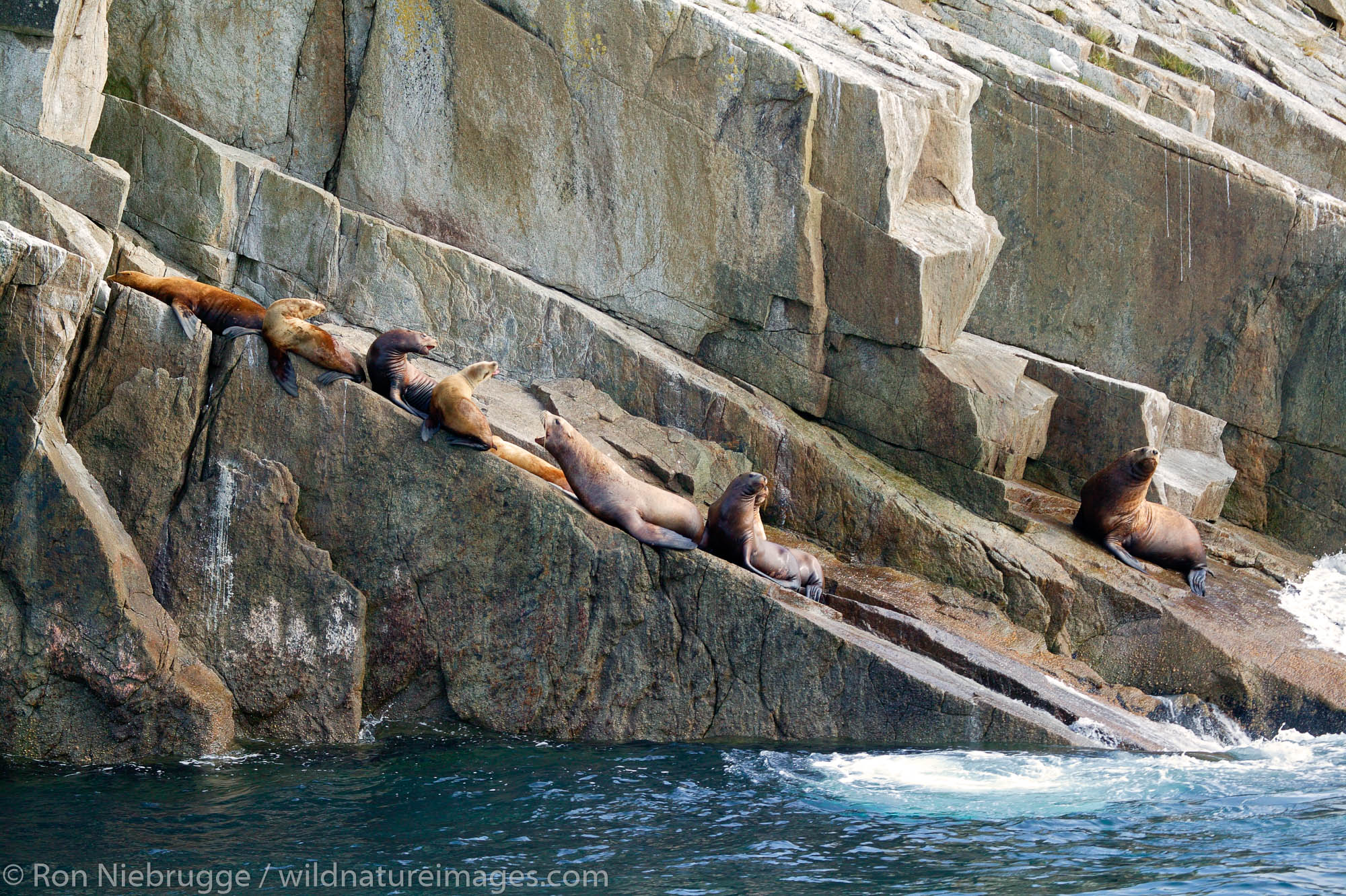 Steller (Northern) Sealions on the Chiswell Islands and the Alaska Maritime National Wildlife Refuge, Aialik Bay, Kenai Fjords...