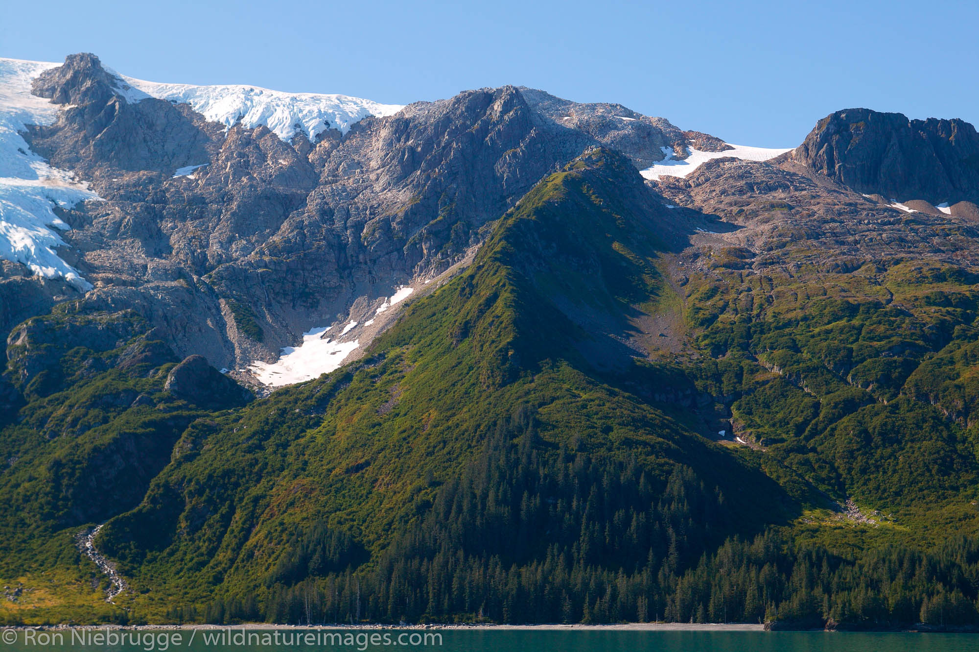 Plant succession along the shores of Holgate Arm, Aialik Bay, Kenai Fjords National Park, Alaska.