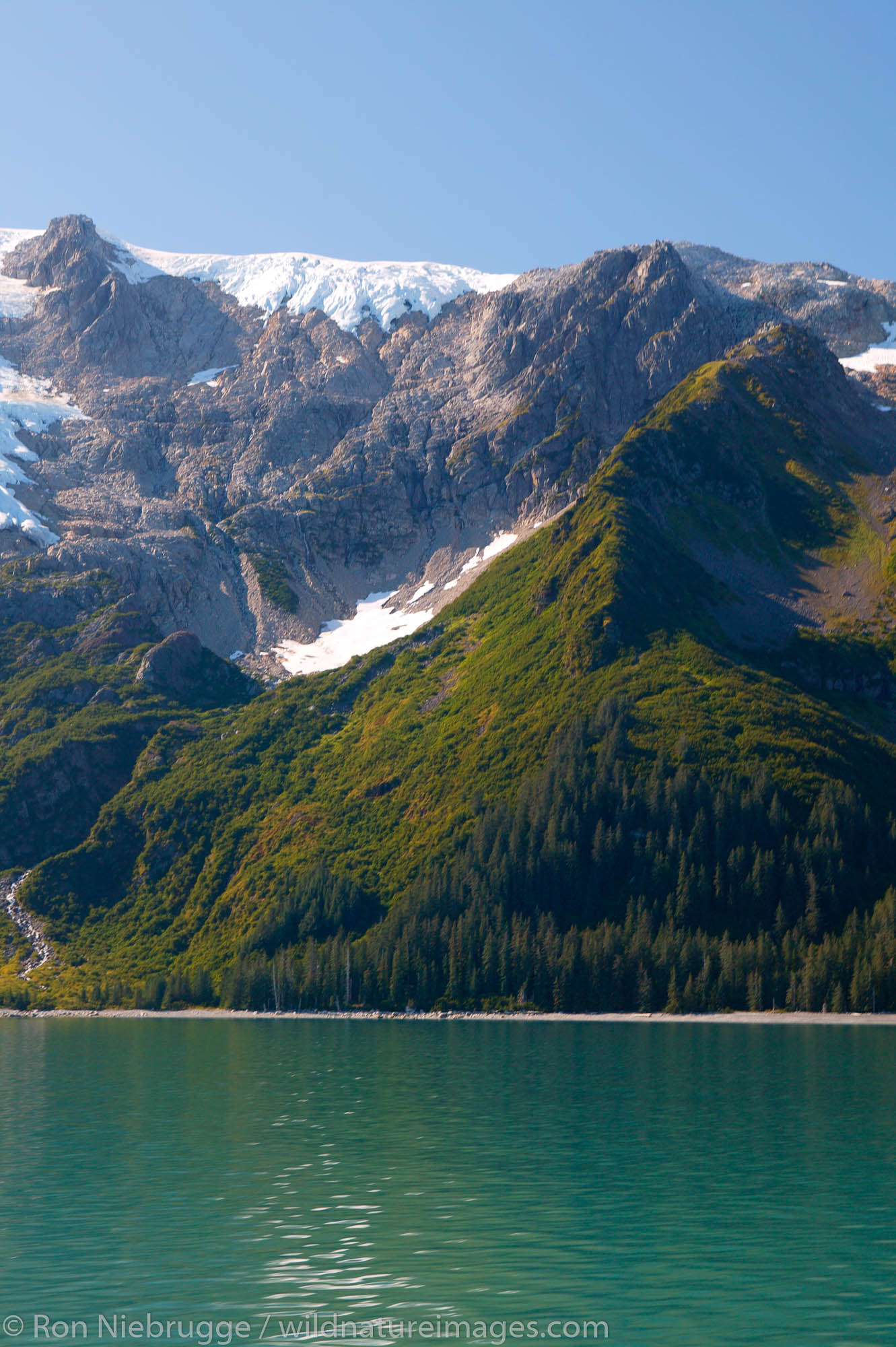 Plant succession along the shores of Holgate Arm, Aialik Bay, Kenai Fjords National Park, Alaska.