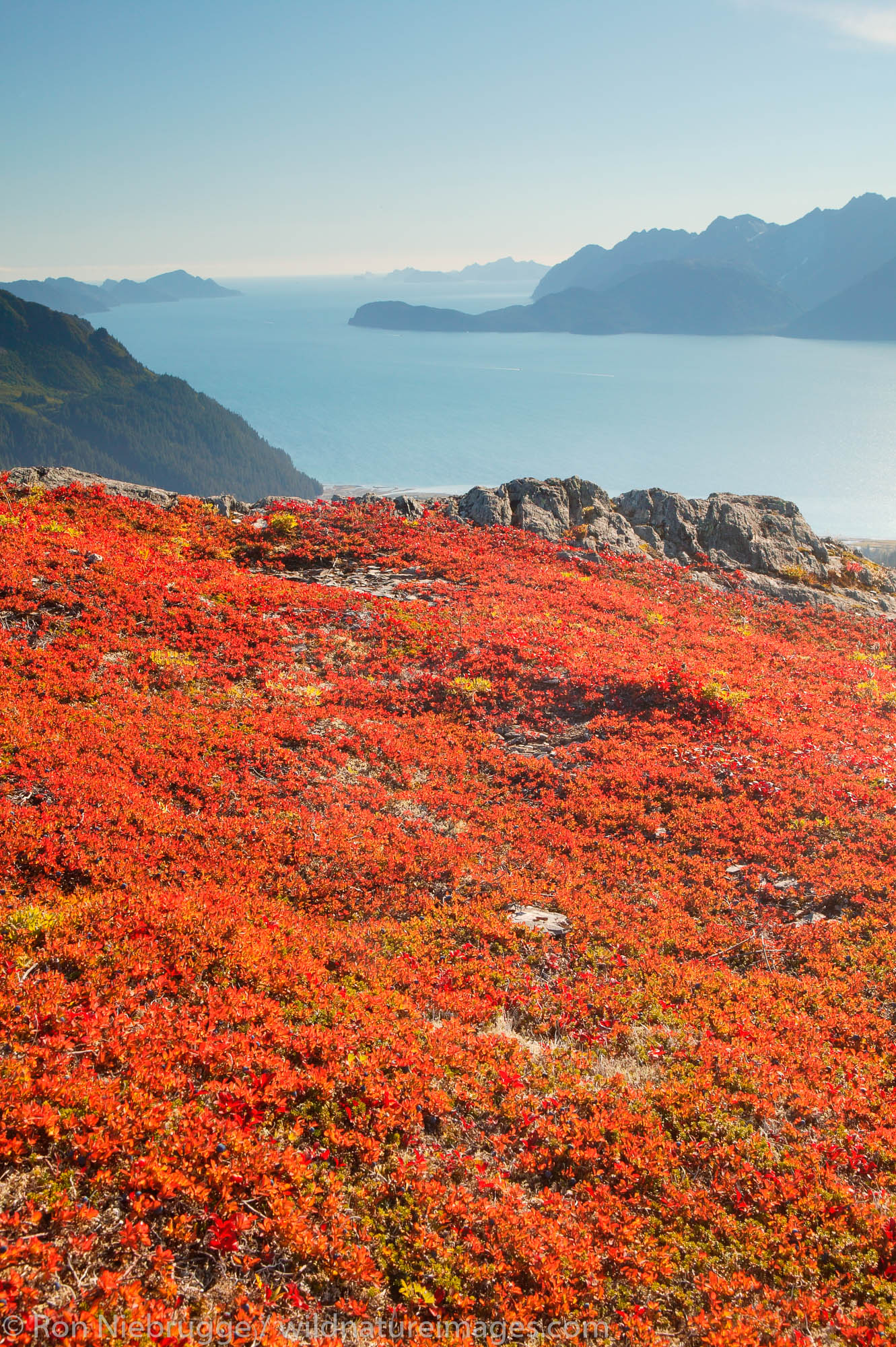 Fall colors on Mt. Alice looking down on Resurrection Bay, Chugach Natonal Forest, Seward, Alaska.