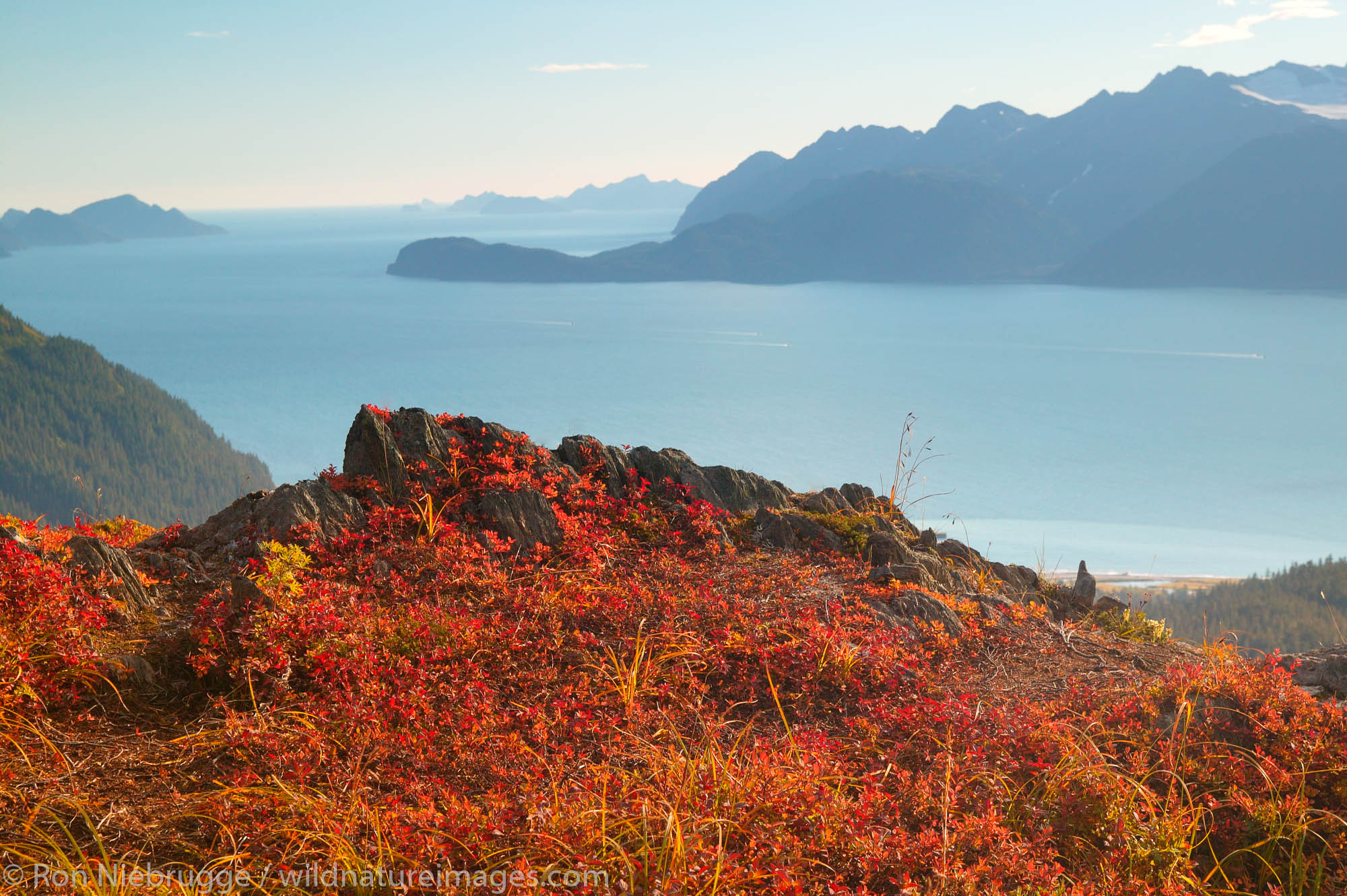 Fall colors on Mt. Alice looking down on Resurrection Bay, Chugach Natonal Forest, Seward, Alaska.
