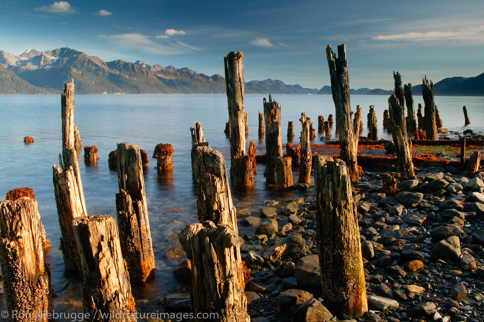 Old piling left over from docks destroyed during the 1964 earthquake can still be viewed along the shoreline in Seward, Alaska...