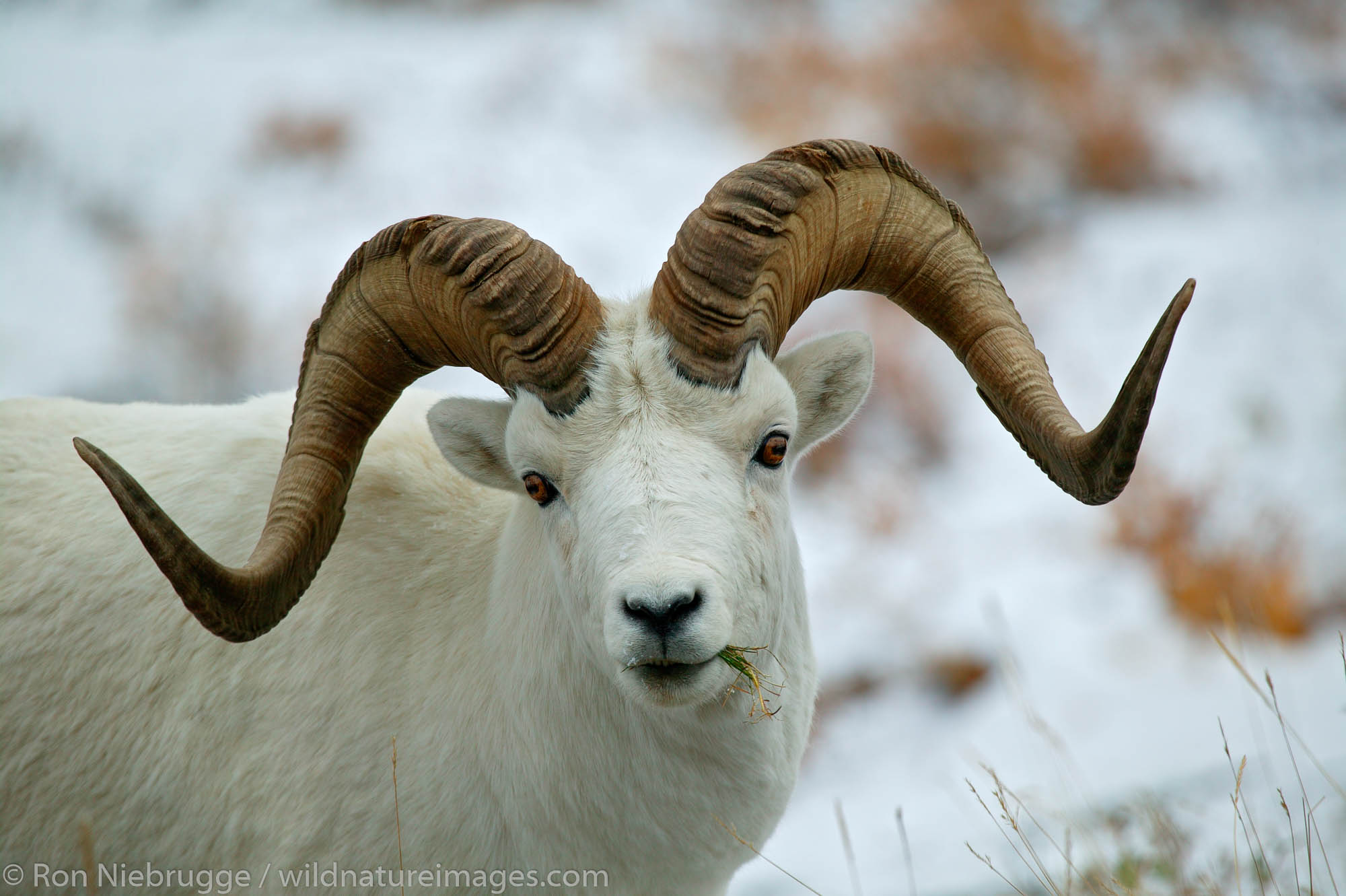 Dall Sheep in Polychrome Pass as winter closes in, Denali National Park, Alaska.