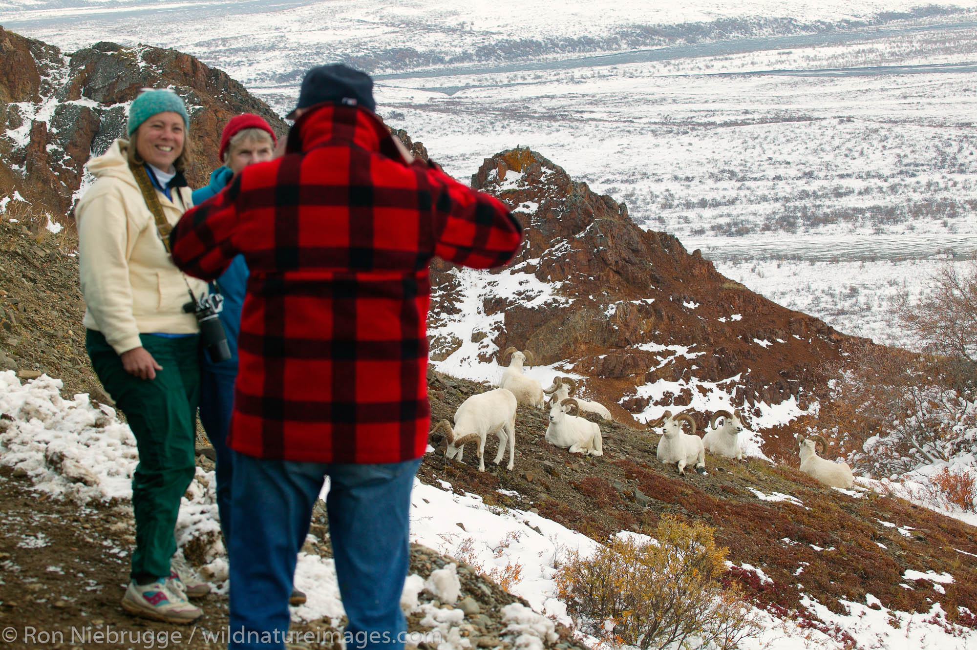 People posing in front of Dall Sheep in Polychrome Pass as winter closes in, Denali National Park, Alaska.