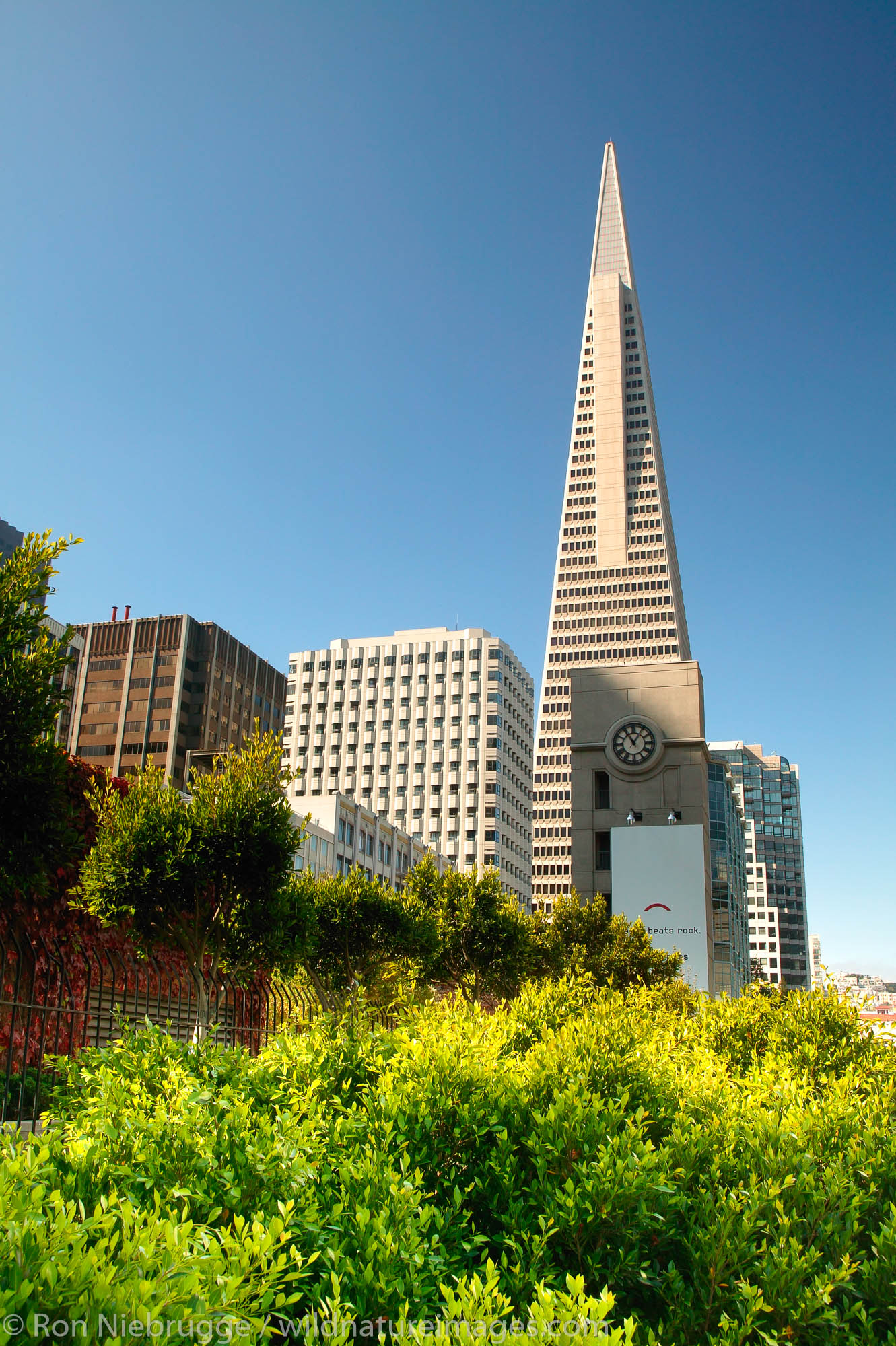 The Transamerica Pyramid in downtown San Francisco, California.