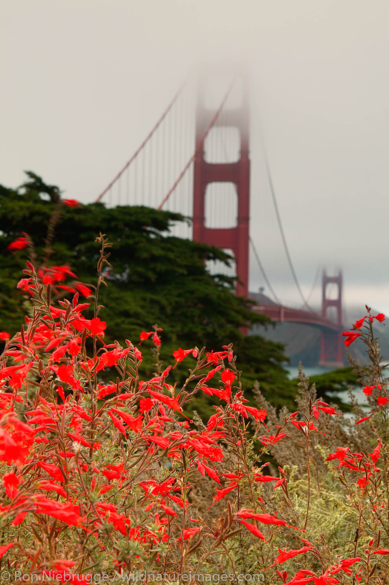 Golden Gate Bridge from theToll Plaza and Presidio which is all part of the Golden Gate National Recreation Area, San Francisco...