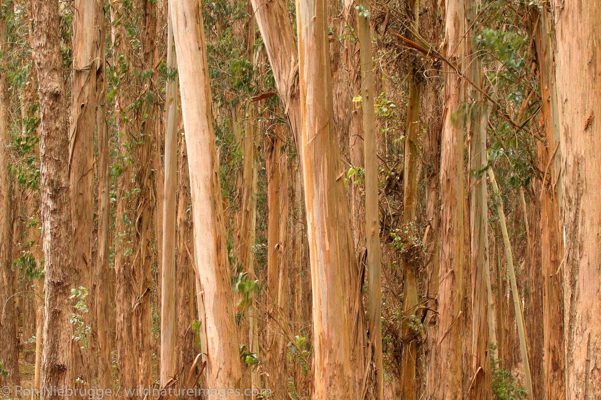 Eucalyptus trees in the Presidio, San Francisco, California.