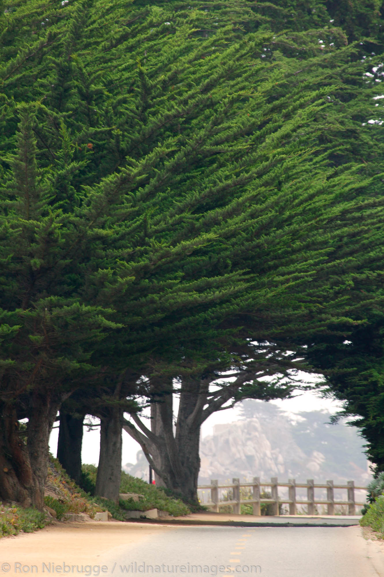 Trail along the coast, Pacific Grove, California.