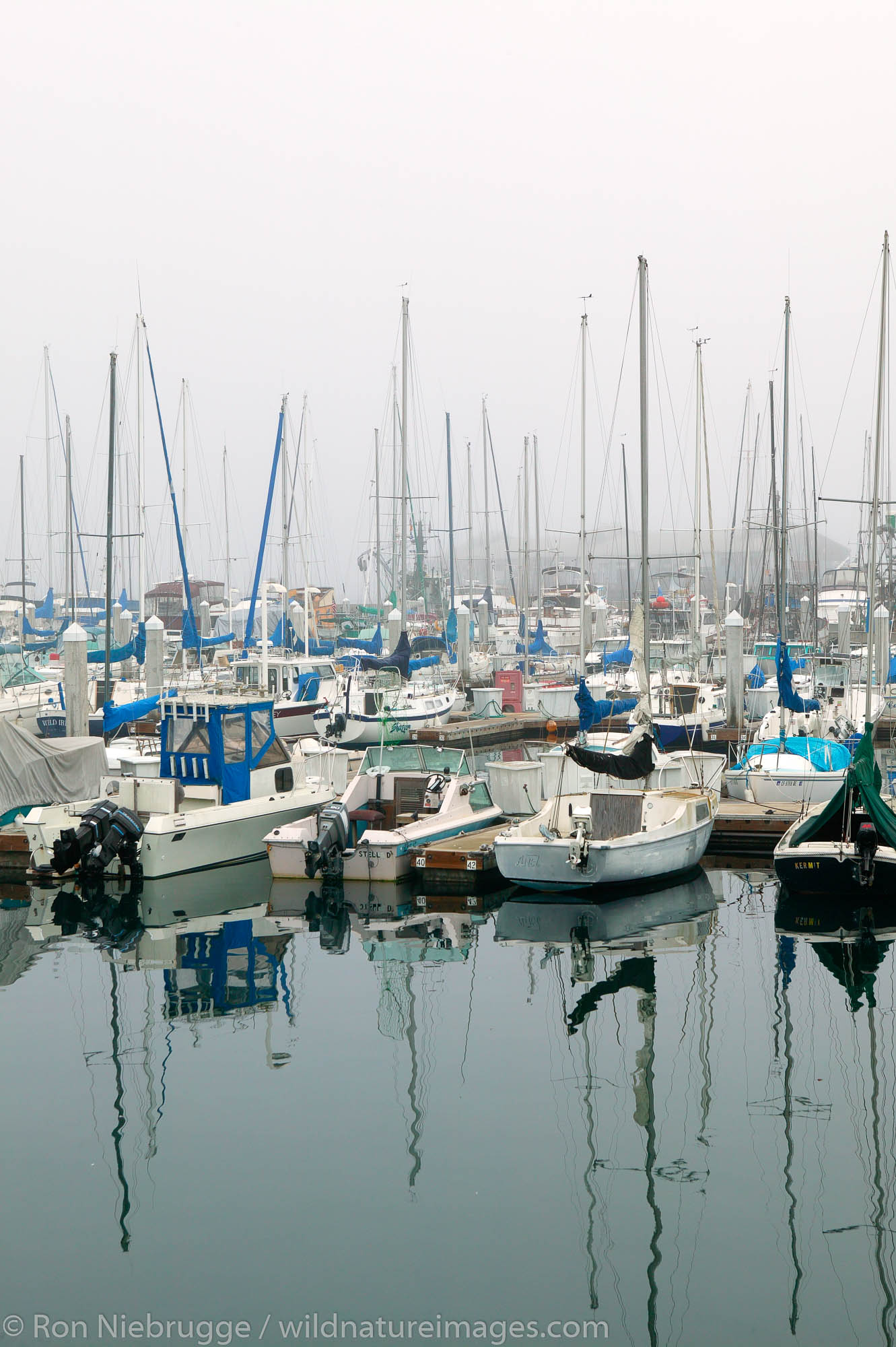 Boats in the historic harbor of the Monterey Municipal Marina, during a foggy morning, Monterey, California.