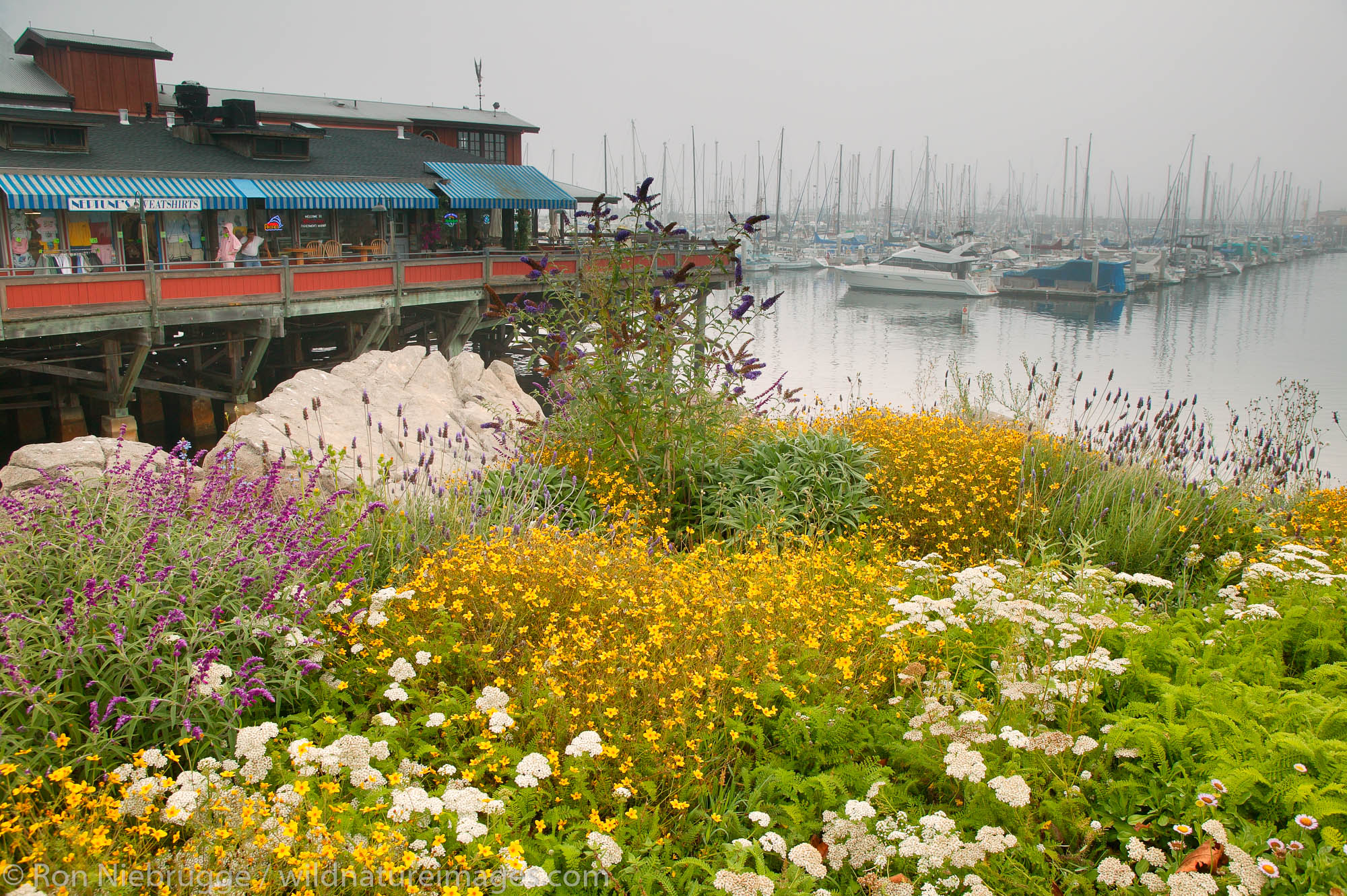 Boats in the Monterey Municipal Marina during a foggy morning, Monterey, California.