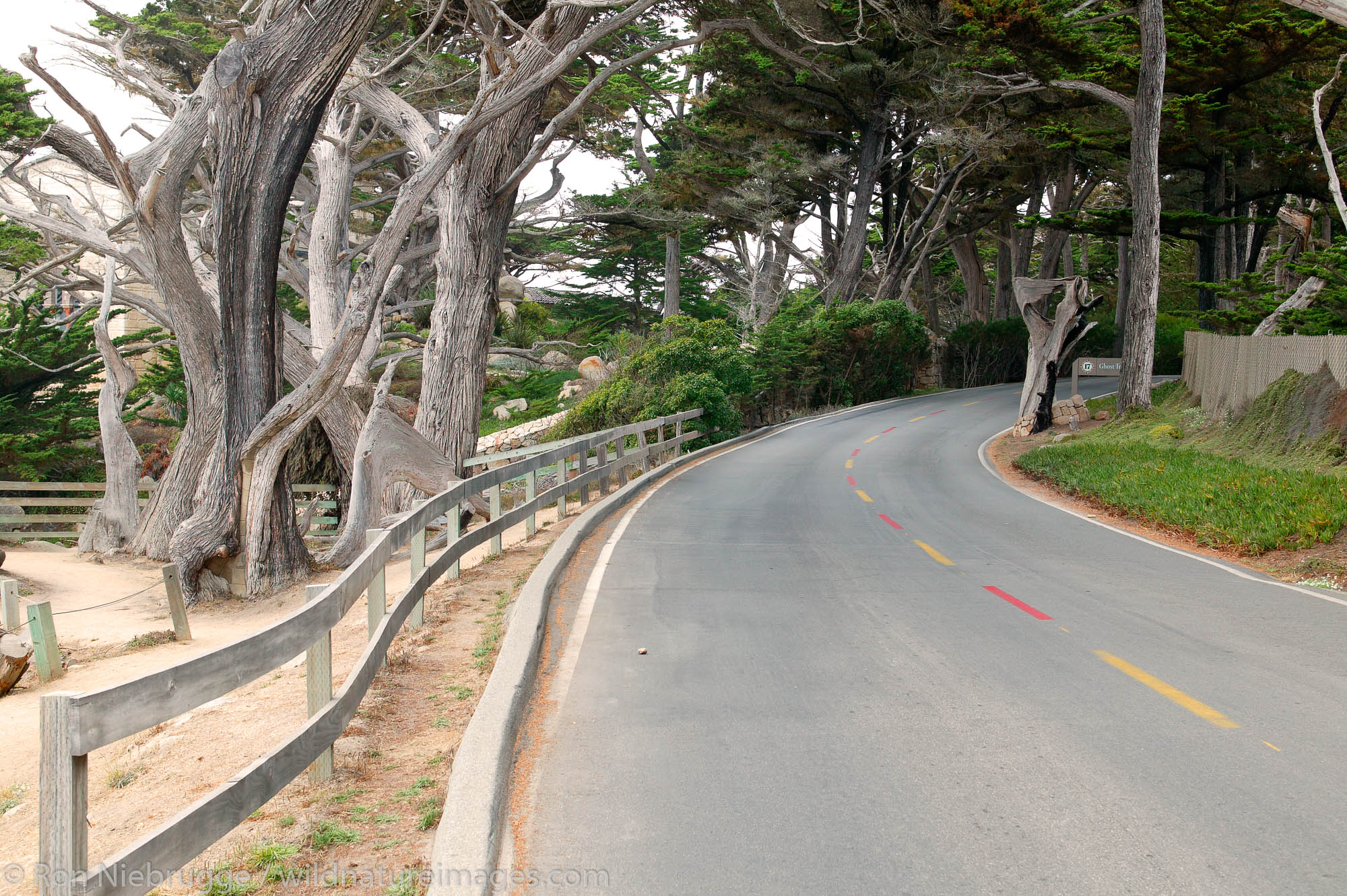 The road near the Ghost Tree and Pescadero Point on the 17 Mile Drive on the Monterey Peninsula, California.