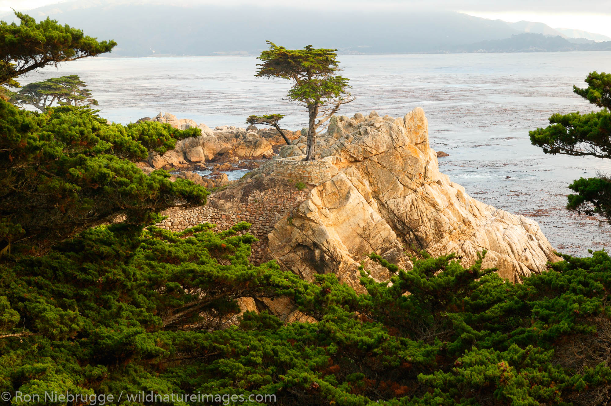 The Lone Cypress (Cupressus Macrocarpa) on the 17 Mile Drive on the Monterey Peninsula, California.