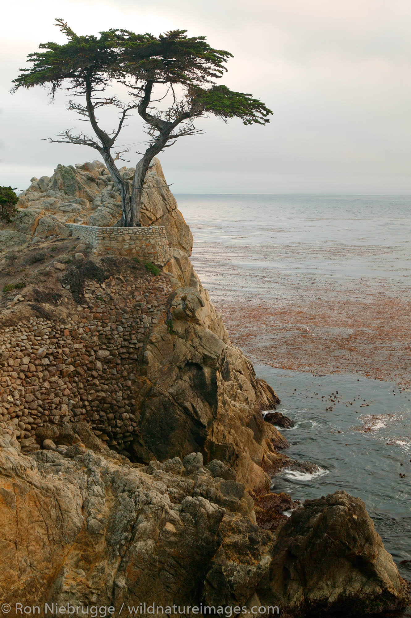 The Lone Cypress (Cupressus Macrocarpa) on the 17 Mile Drive on the Monterey Peninsula, California.