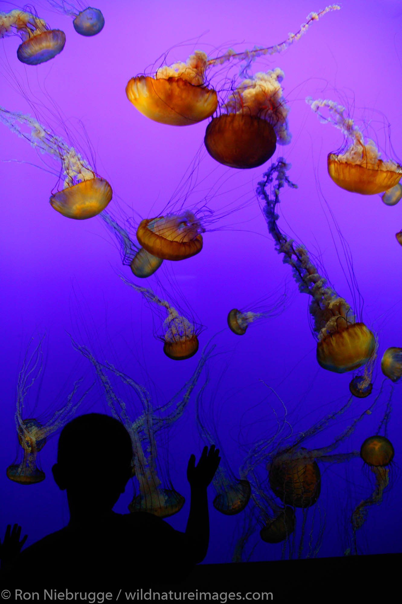 Monterey Bay Aquarium Photos by Ron Niebrugge