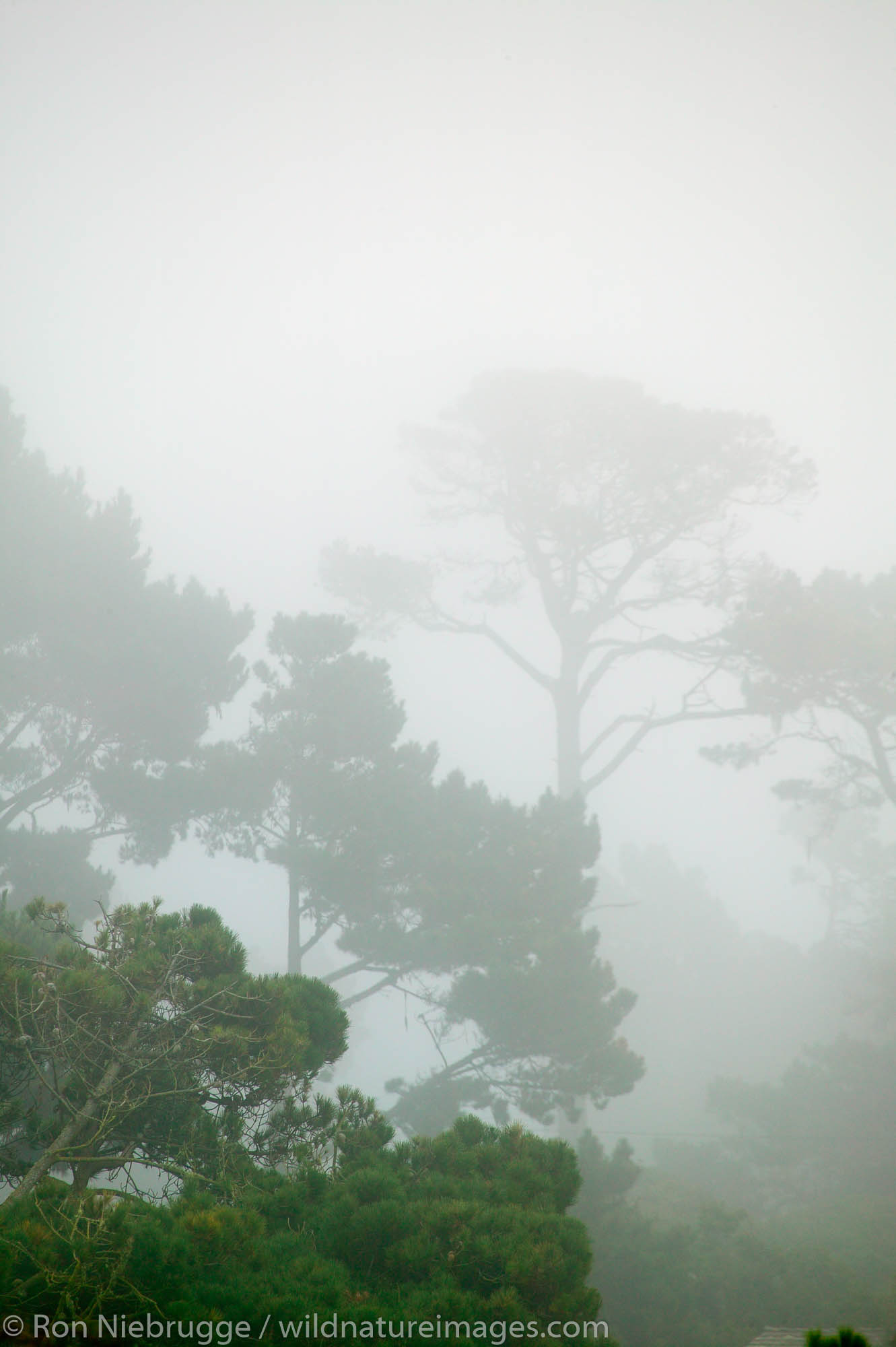 Trees in the fog in the Del Monte Forest, 17 Mile Drive, Monterey Peninsula, California.