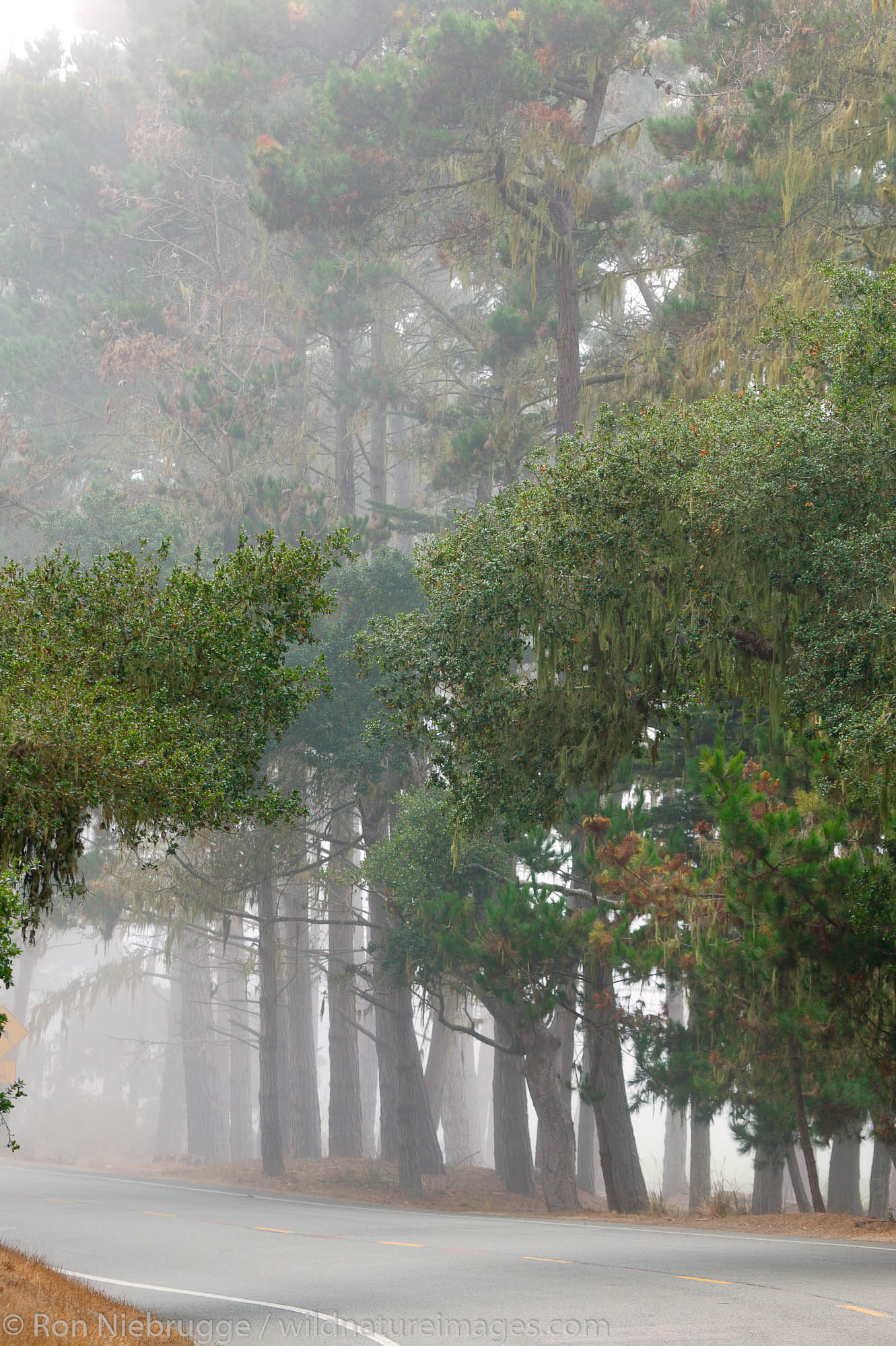 Trees in the fog in the Del Monte Forest, 17 Mile Drive, Monterey Peninsula, California.