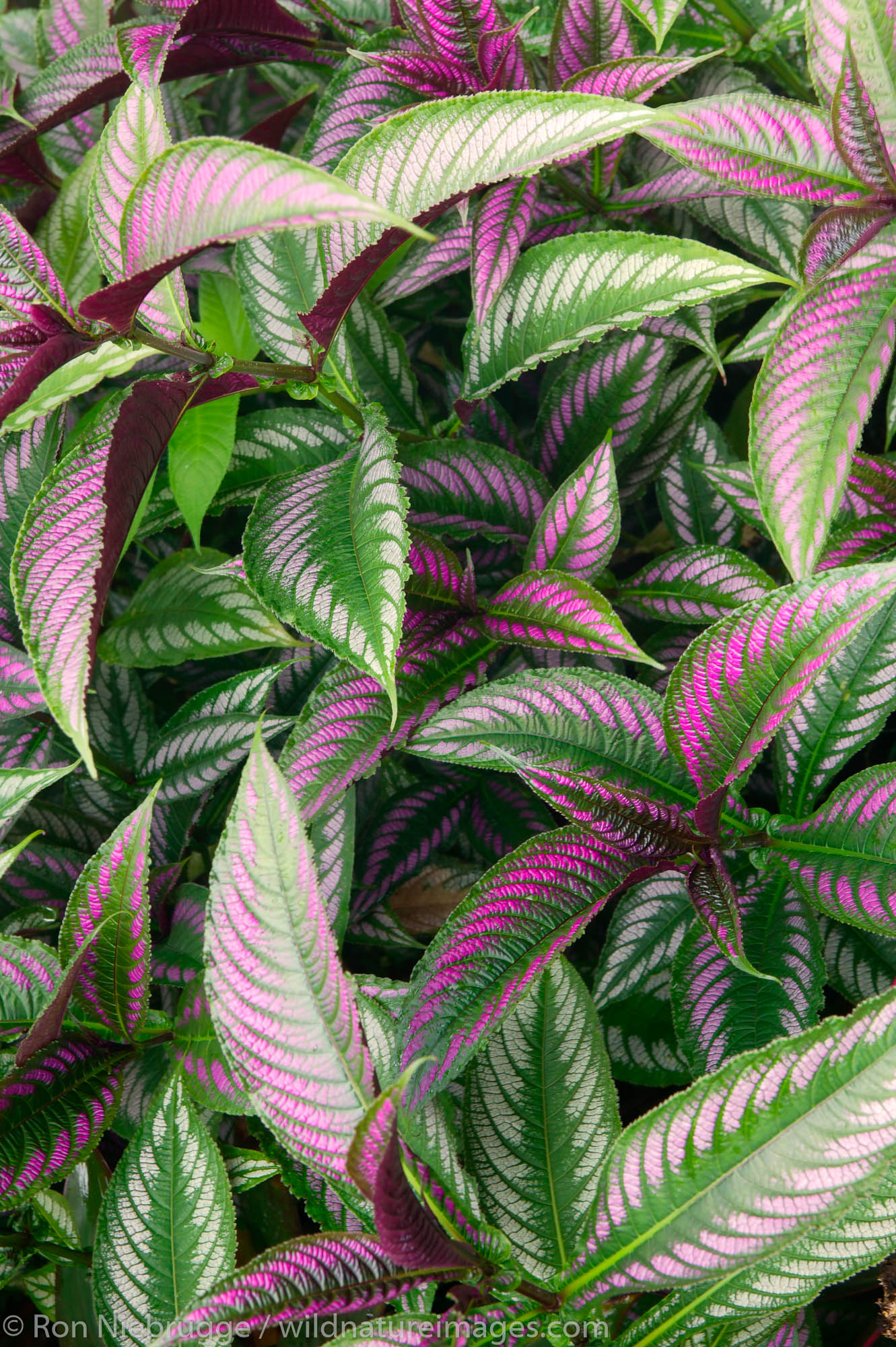 Colorful leaves on Plants at Tabacon Hot Spring Resort and Spa, Costa Rica.