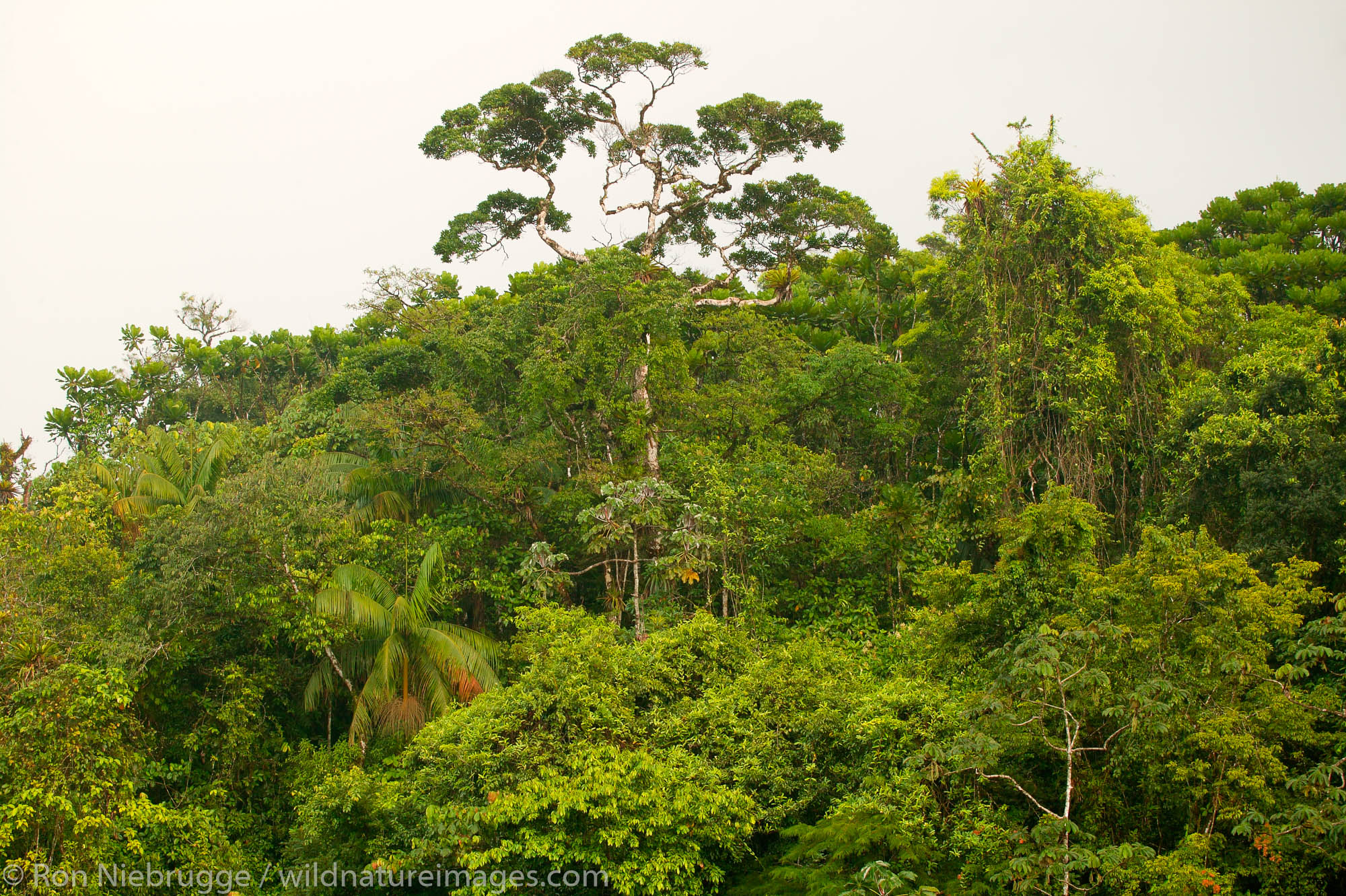 Tropical rainforest, Tabacon Hot Spring Resort and Spa, Costa Rica.