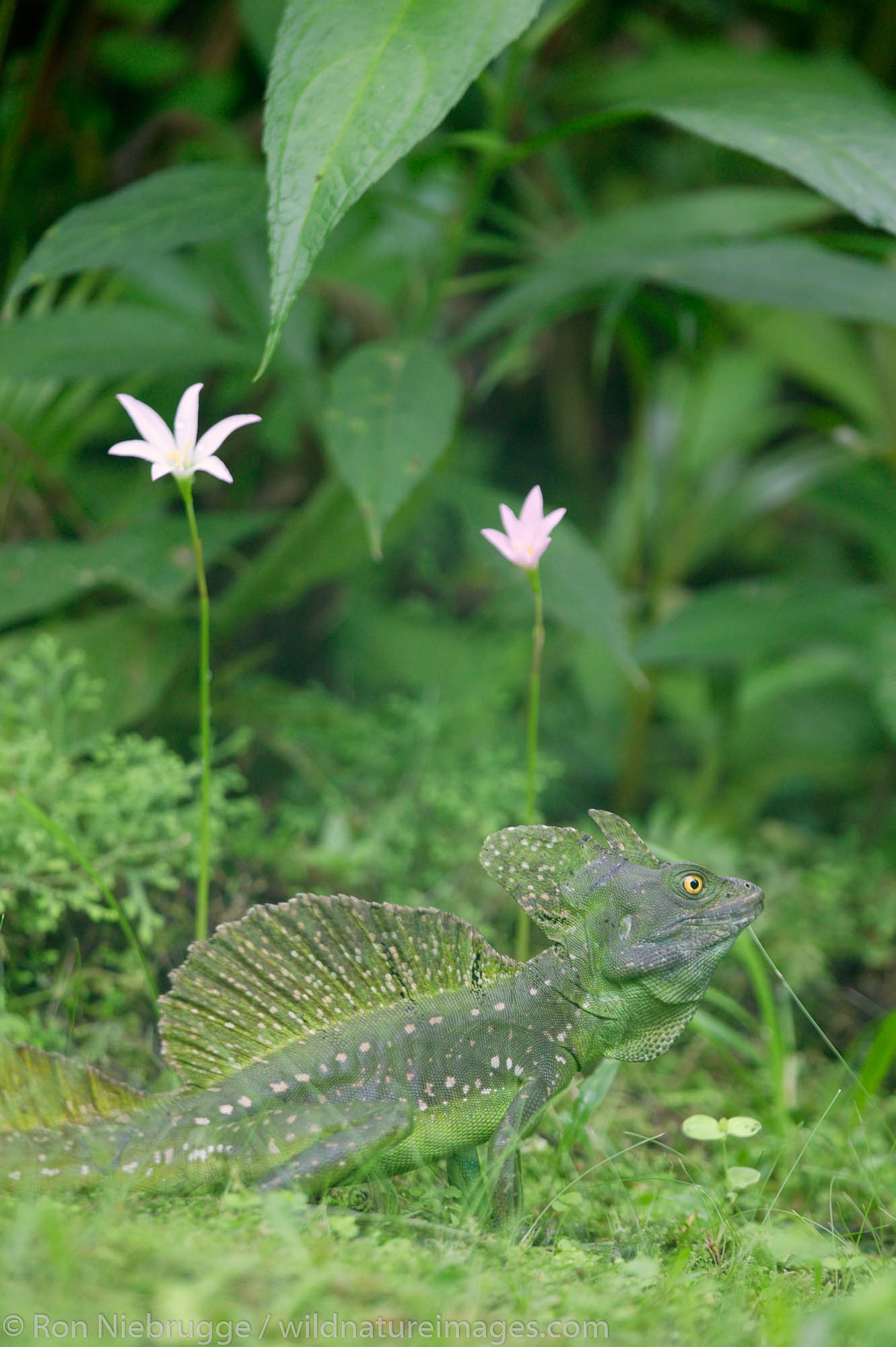 A male Green Basilisk Lizard, also known as a Jesus Christ Lizard because of their ability to walk on water, Tabacon Hot Spring...