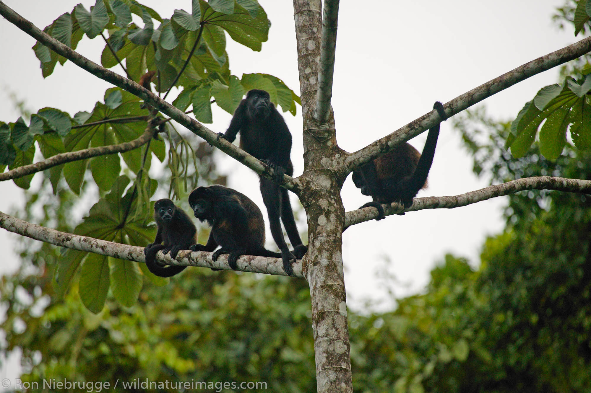 Mantled Howler Monkeys (Alouatta palliata) Tabacon Hot Spring Resort and Spa, Costa Rica.