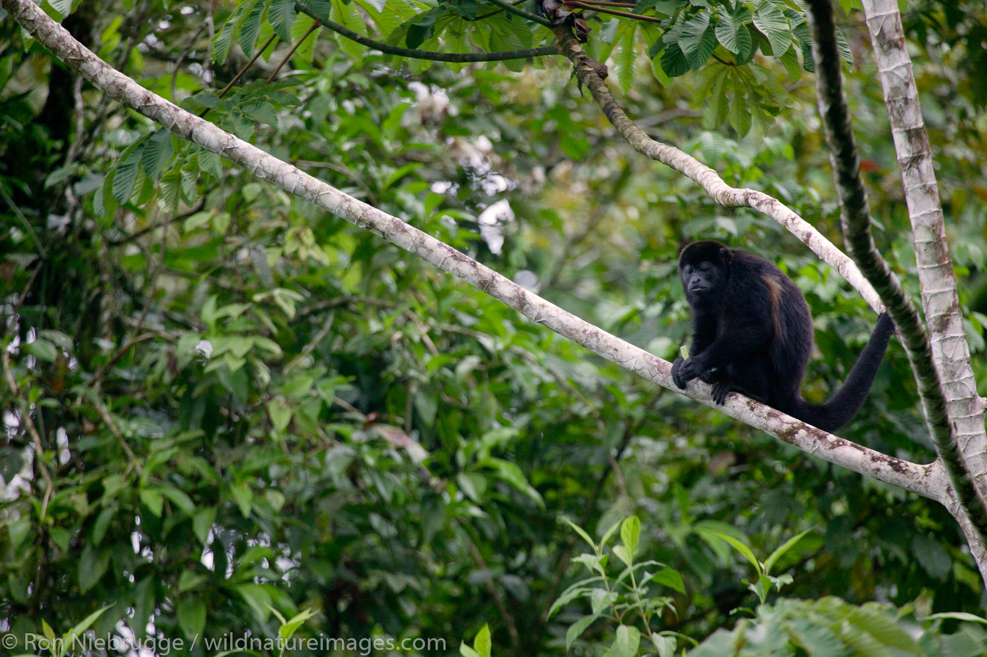 Mantled Howler Monkeys (Alouatta palliata) Tabacon Hot Spring Resort and Spa, Costa Rica.