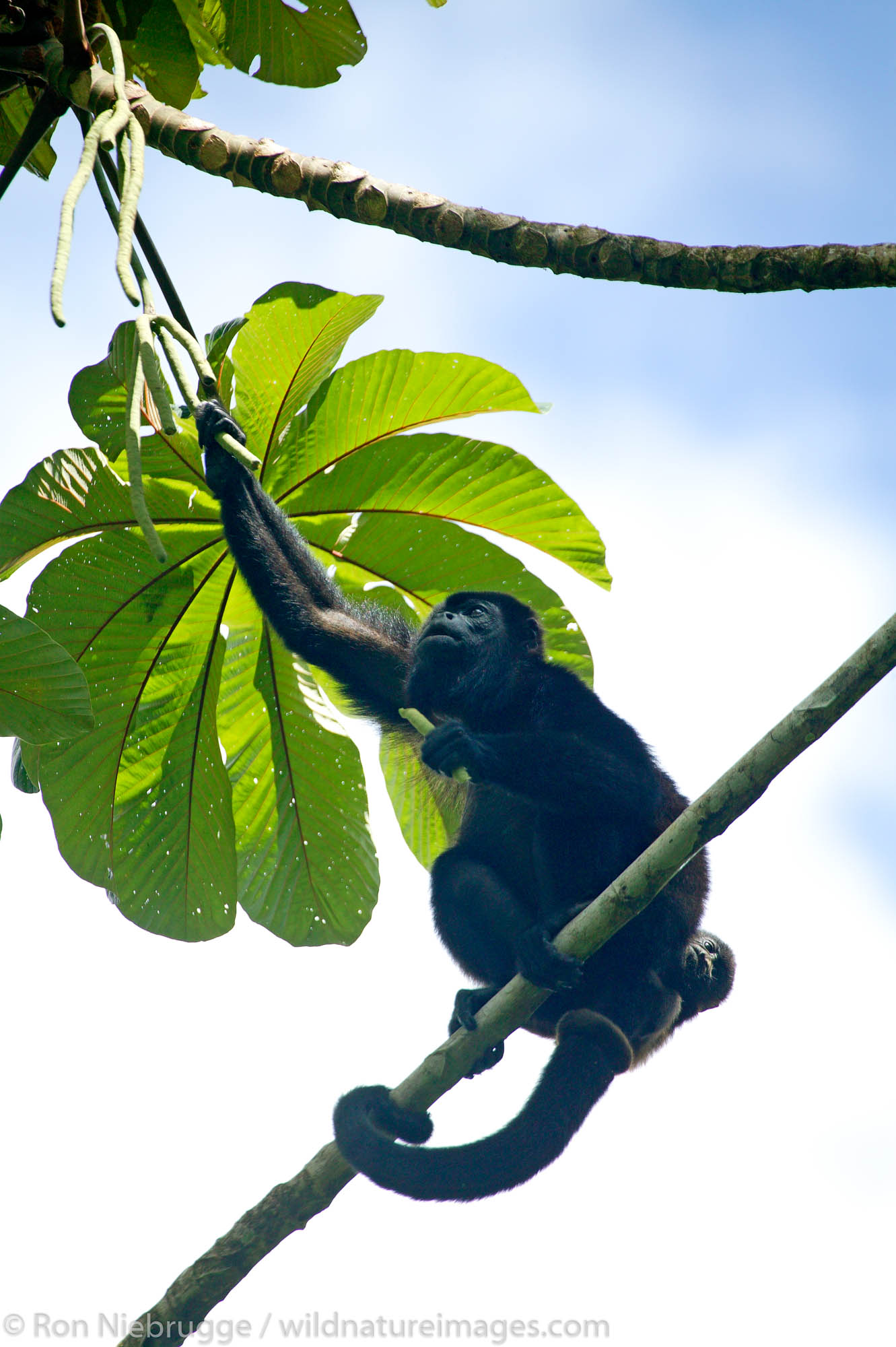 Mantled Howler Monkeys (Alouatta palliata) Tabacon Hot Spring Resort and Spa, Costa Rica.
