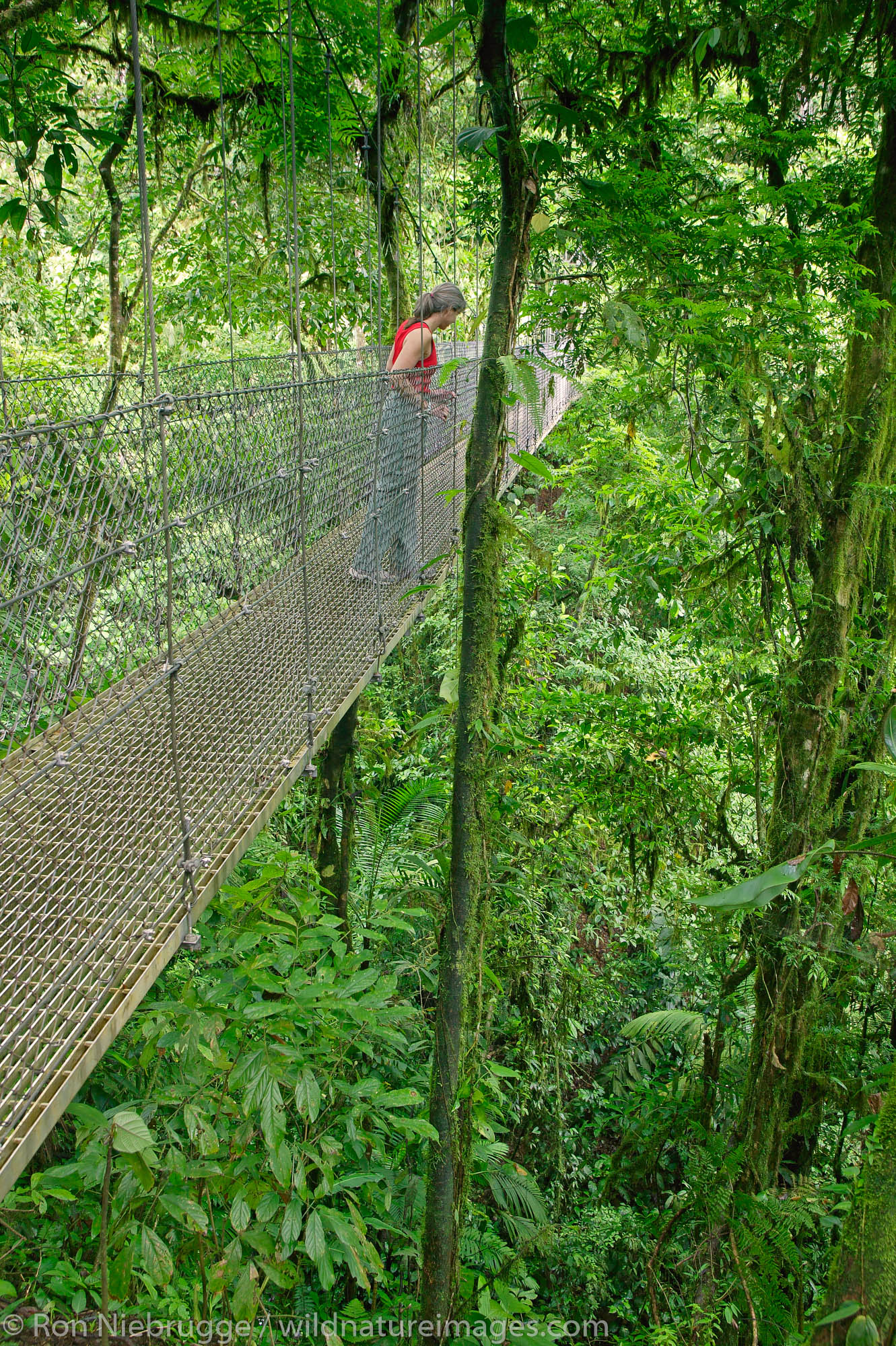 A visitor (mr) on a hanging bridge on Arenal Hanging Bridges Trail, Arenal, Costa Rica.