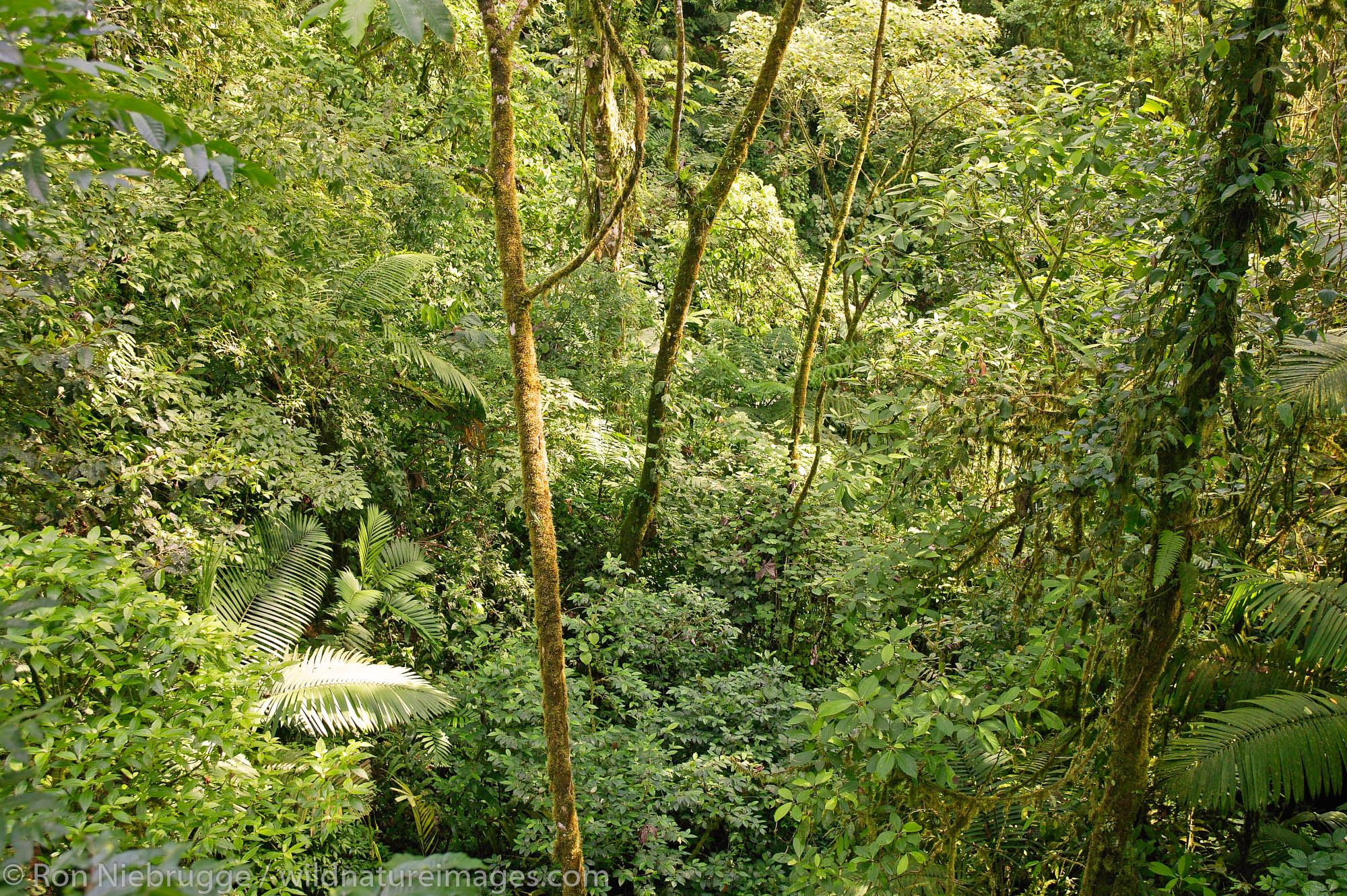 The rain Forest from the Arenal Hanging Bridges Trail, Arenal, Costa Rica.