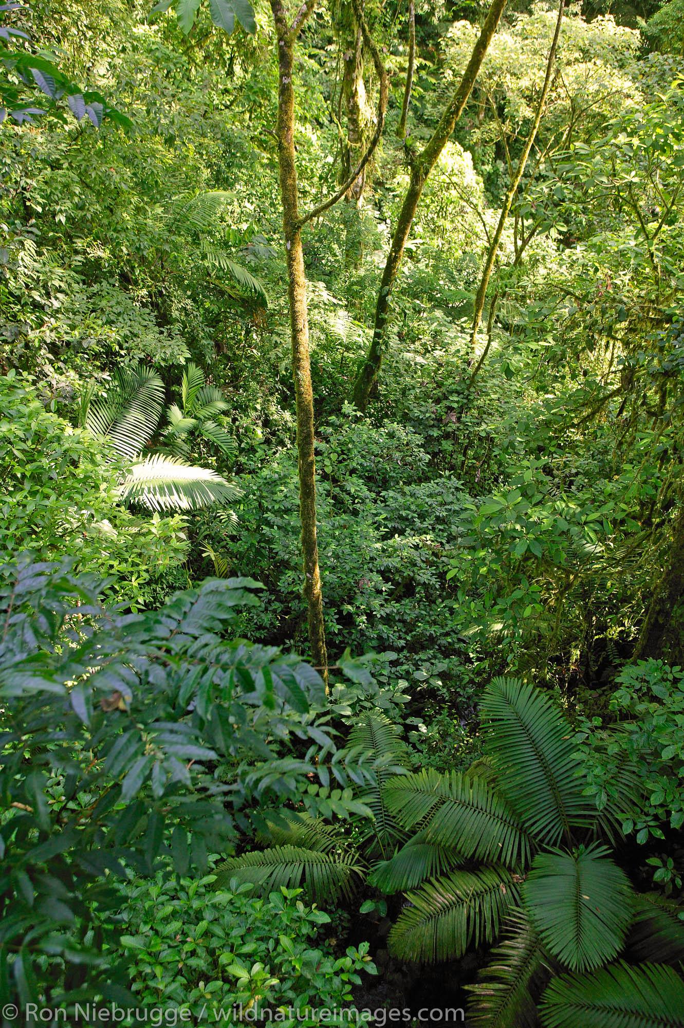 The rain Forest from the Arenal Hanging Bridges Trail, Arenal, Costa Rica.