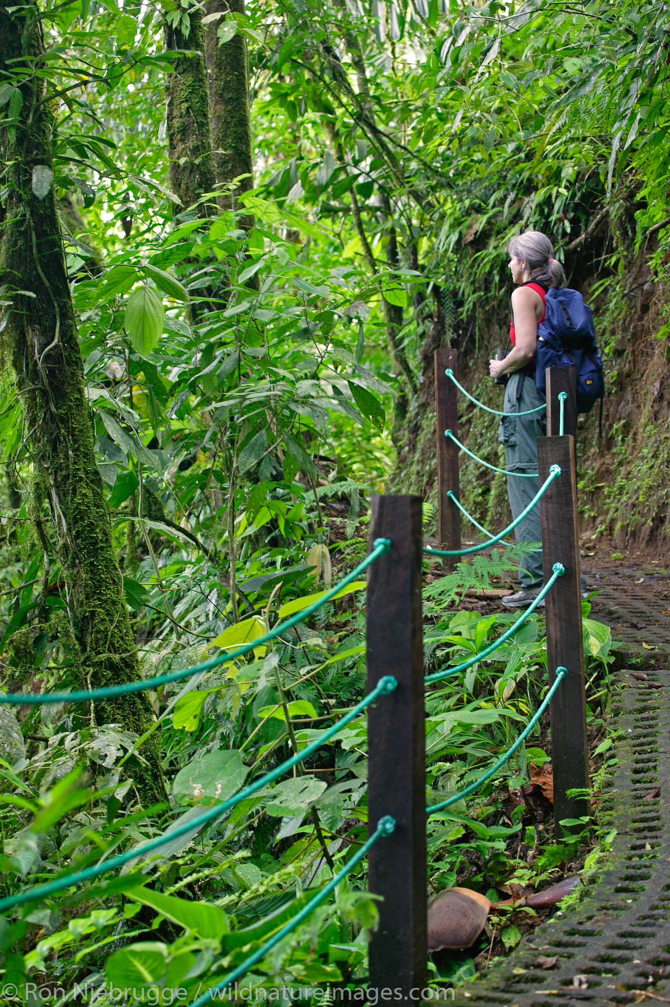 A visitor (mr) on the Arenal Hanging Bridges Trail, Arenal, Costa Rica.