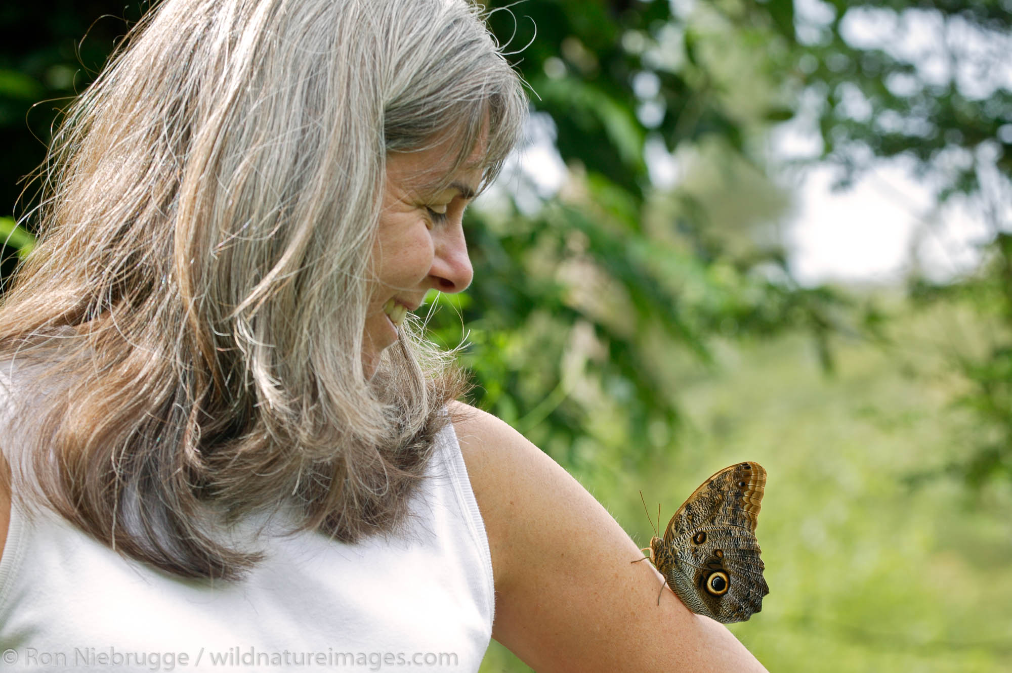 An Owl butterfly (Caligo eurilochus) lands on a visitor (MR) at the world's largest Butterfly Observatory, La Paz Waterfall Gardens...