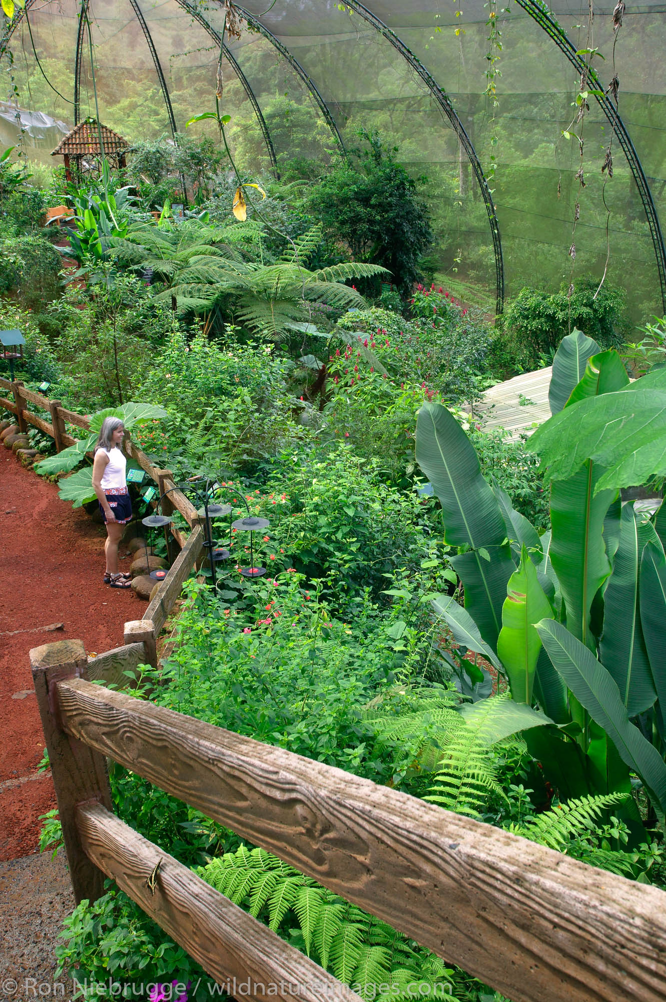 A visitor enjoys The Butterfly Observatory.  This Observatory is the largest in the world, La Paz Waterfall Gardens and Peace...