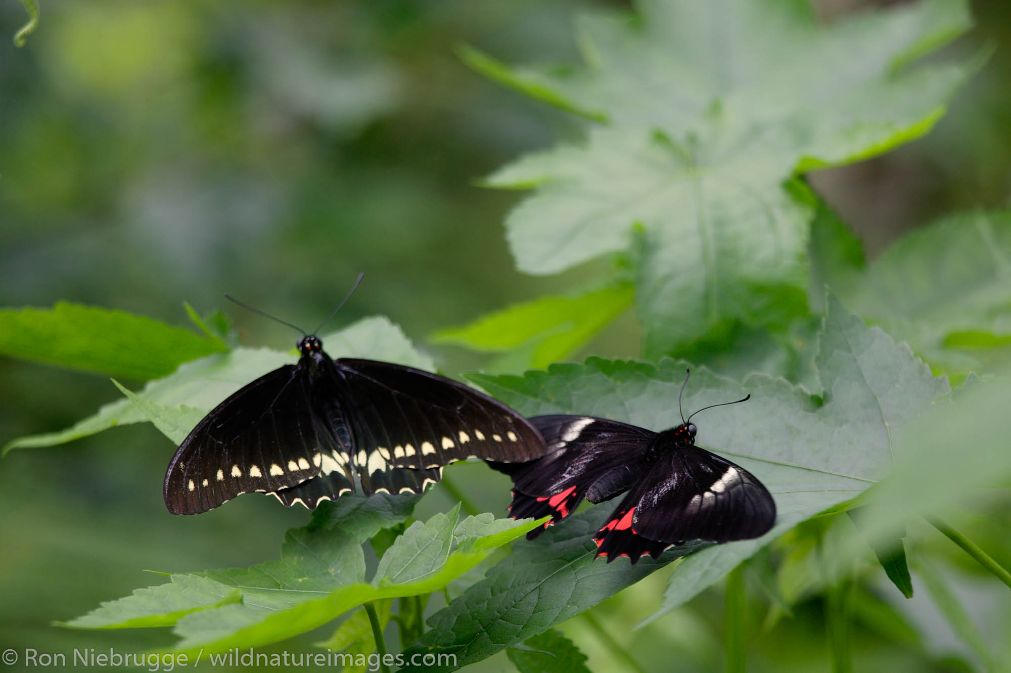 A Polydamas Swallowtail (Battus polydamas) left, and a Ruby-spotted swallowtail (Papilio anchisiades) right at the world's largest...