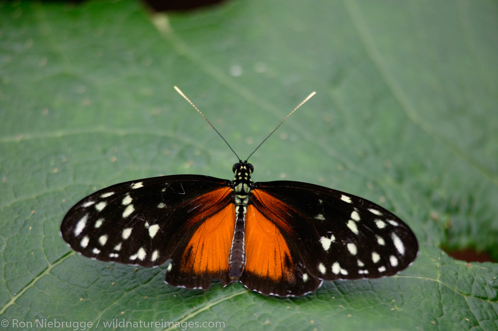 A Tiger Longwing (heliconius hecale) at the largest Butterfly Observatory in the world, La Paz Waterfall Gardens and Peace Lodge...