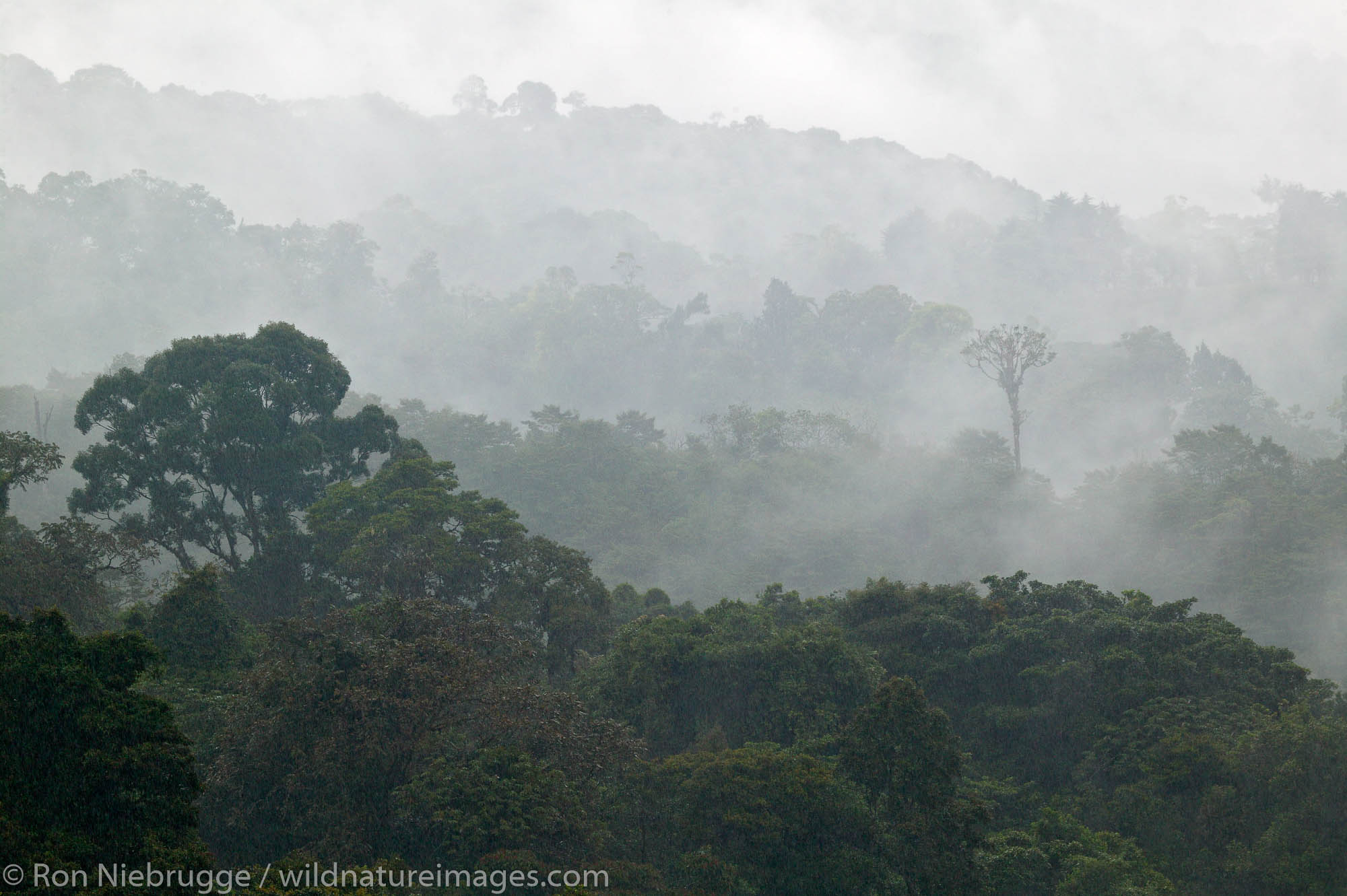 Clouds engulf the cloud rainforest at La Paz Waterfall Gardens and Peace Lodge, Costa Rica.