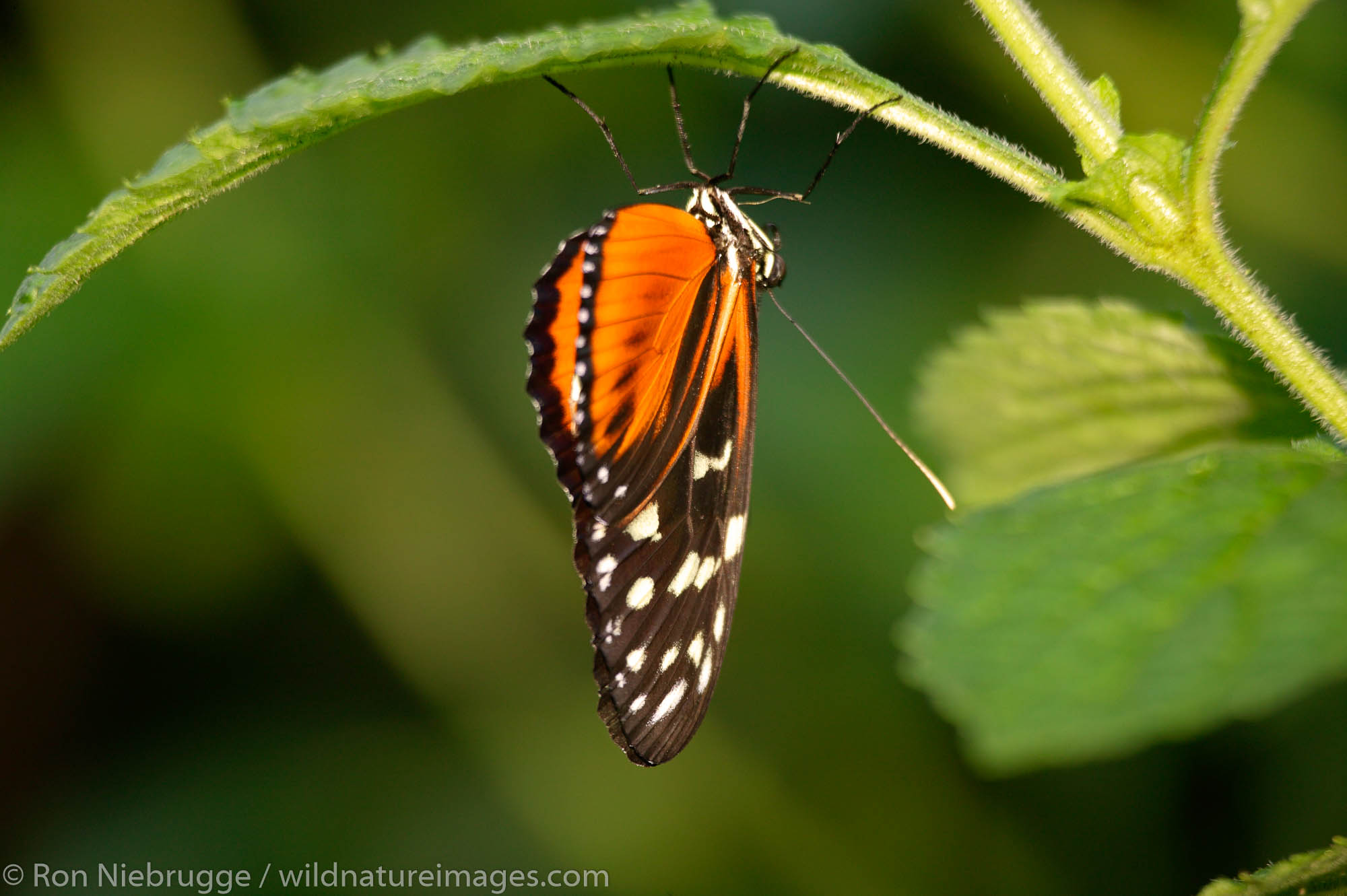 A Monarch (Danaus plexippus) butterfly takes cover from the rain under a leaf at the Butterfly Observatory at the La Paz Waterfall...