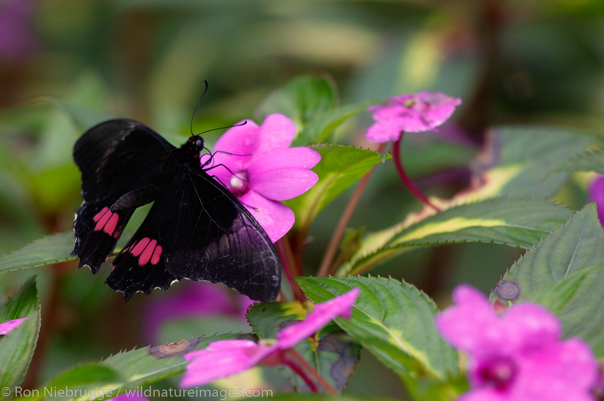 A Ruby-spotted swallowtail (Papilio anchisiades) butterfly at the Butterfly Observatory at the La Paz Waterfall Gardens and Peace...
