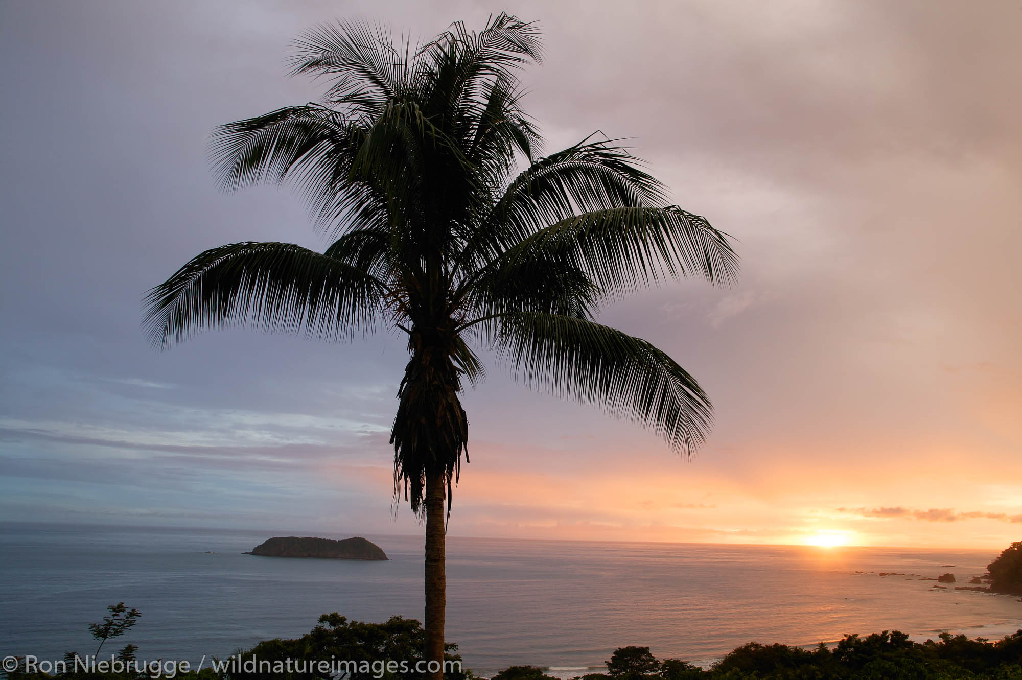 A Palm Tree at sunset, Manuel Antonio, Costa Rica.