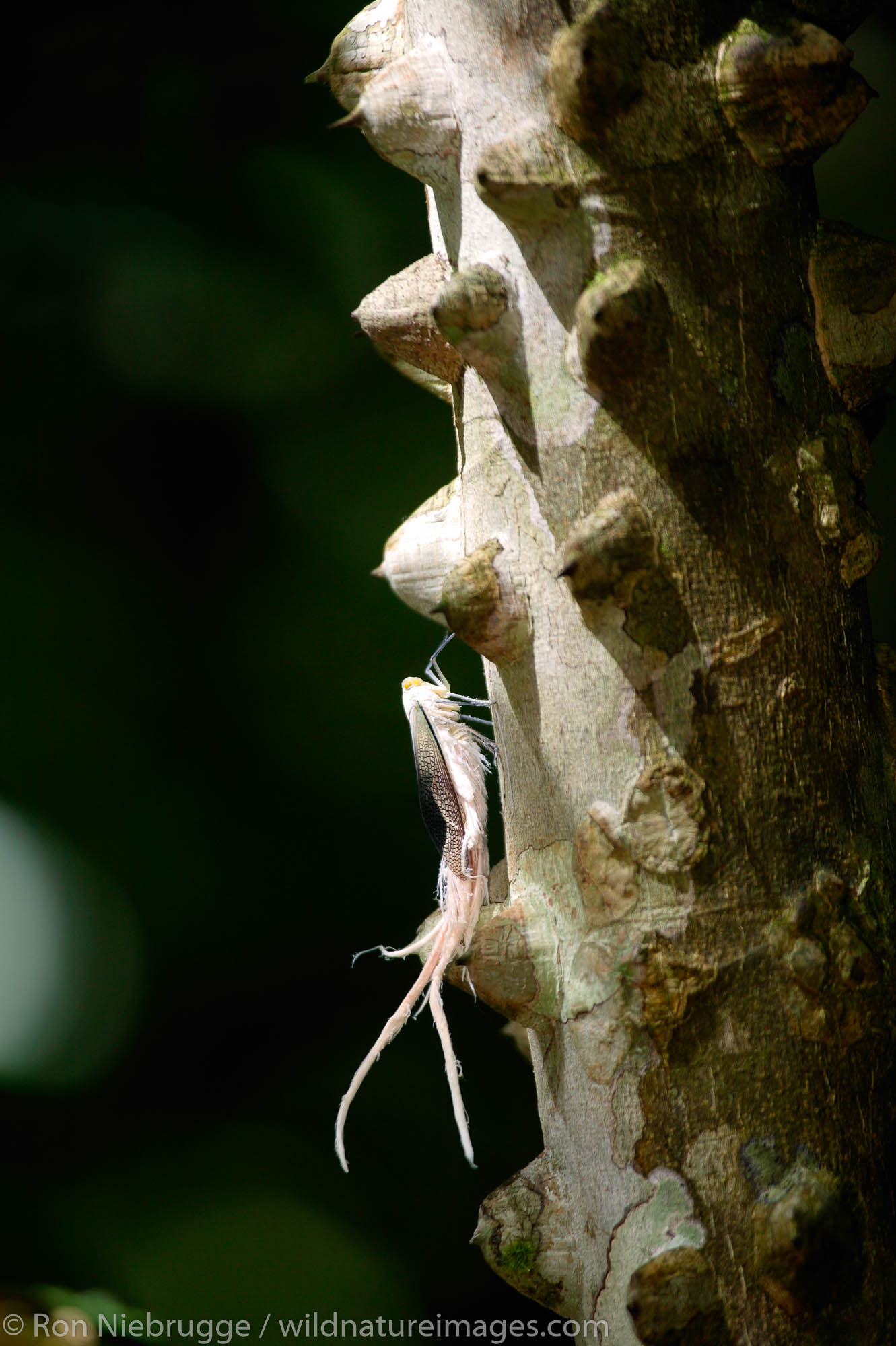 Cicada, Manuel Antonio National Park, Manuel Antonio, Costa Rica.