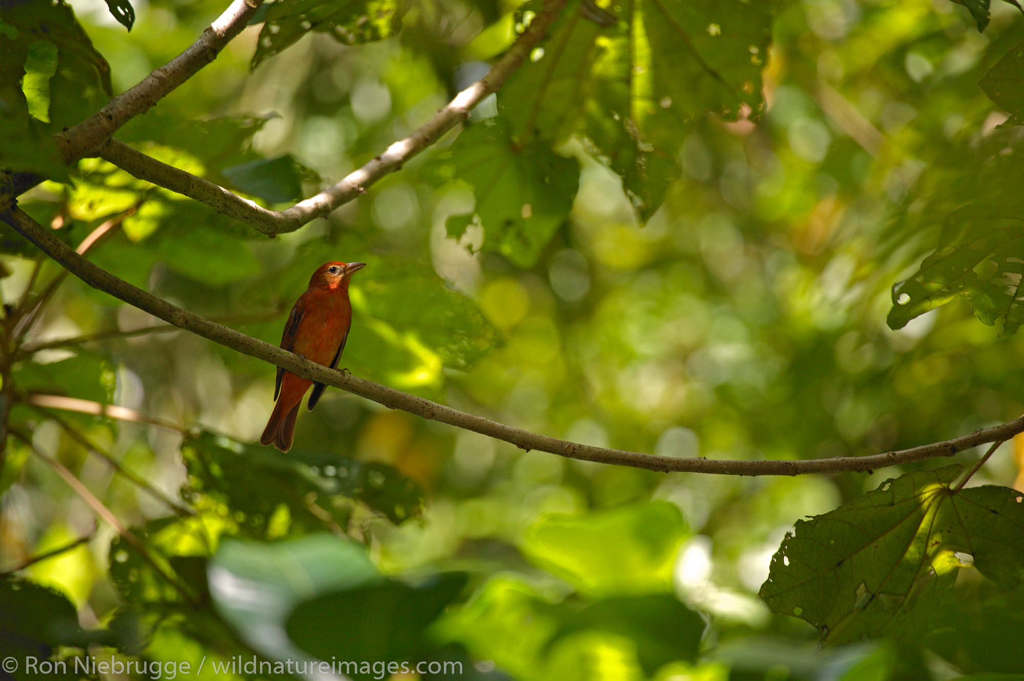 Red bird, Manuel Antonio National Park, Manuel Antonio, Costa Rica.