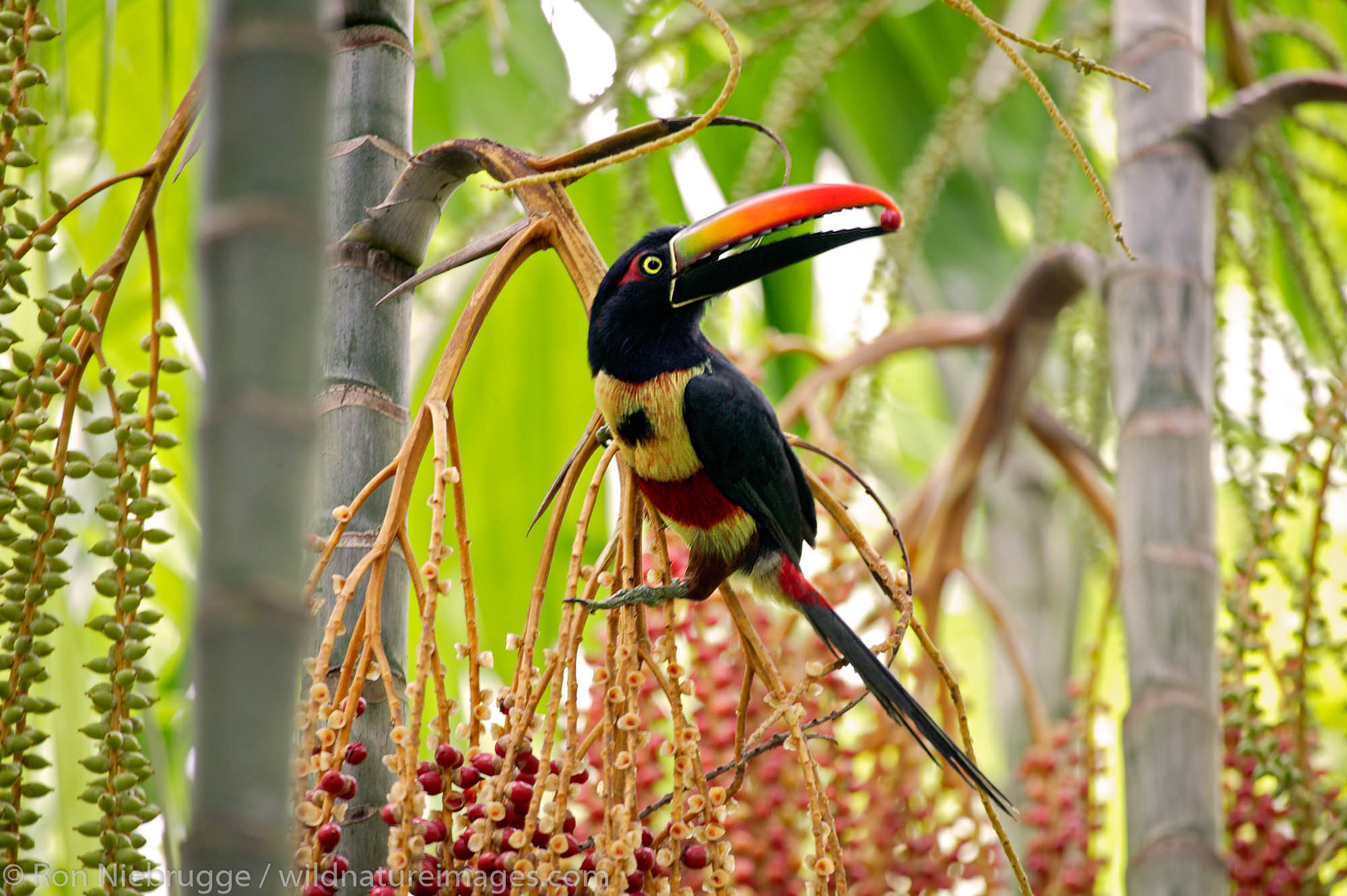 Fiery-billed Aracari (Pteroglossus frantzii) Manuel Antonio, Costa Rica.