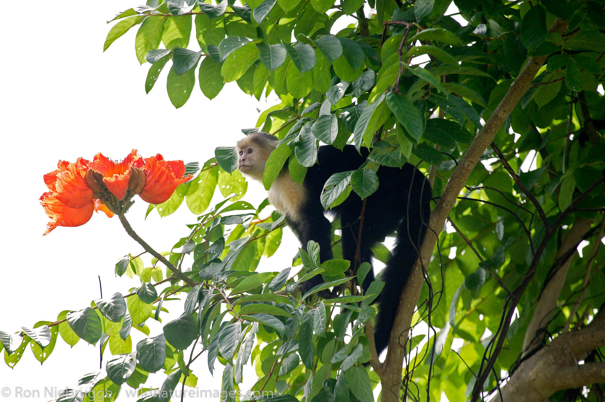 White-faced Capuchin Monkeys (Cebus capucinus), Manuel Antonio National Park, Manuel Antonio, Costa Rica.