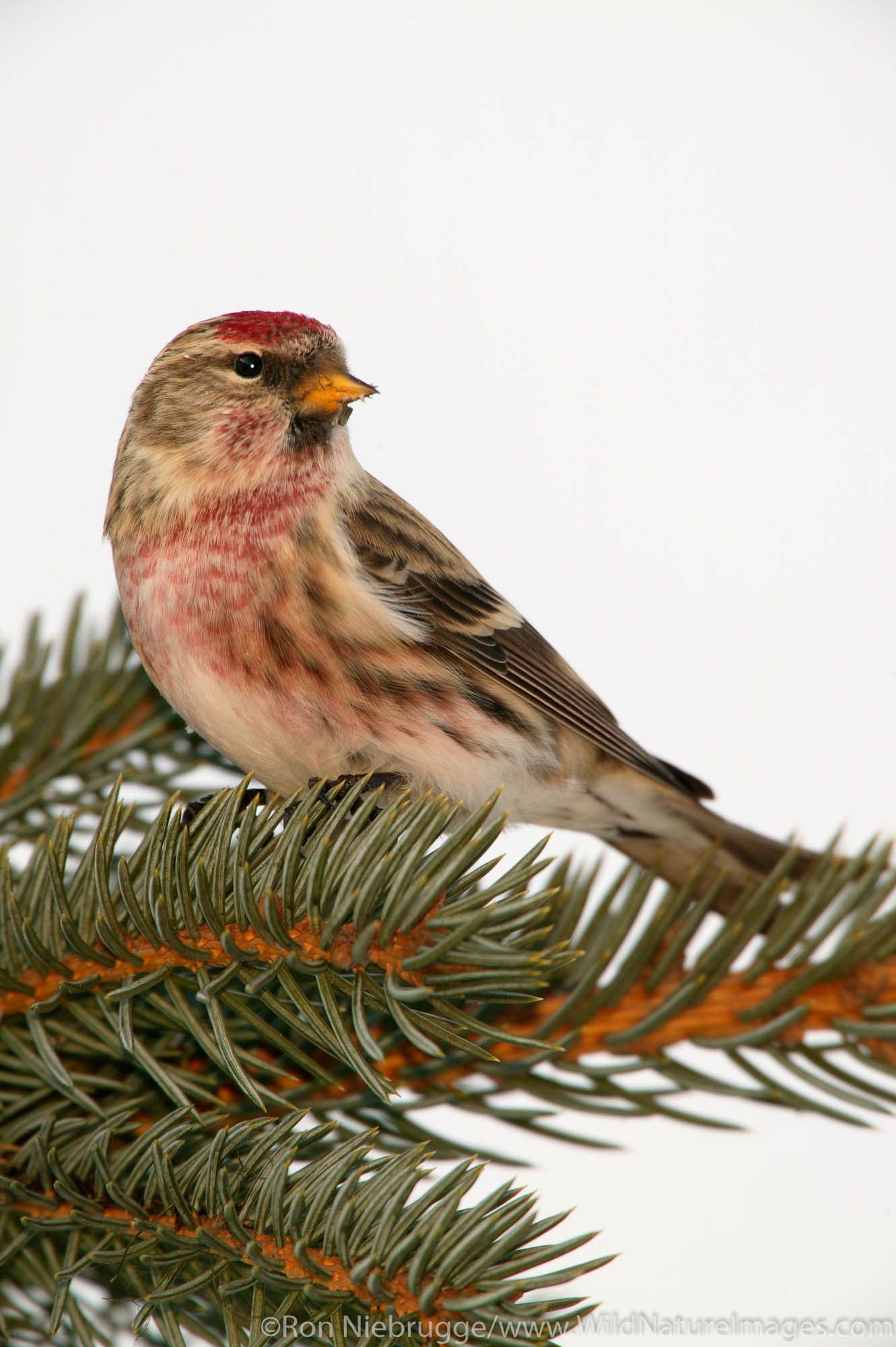 A Common Redpoll (Carduelis flammea) during winter, Seward, Alaska.