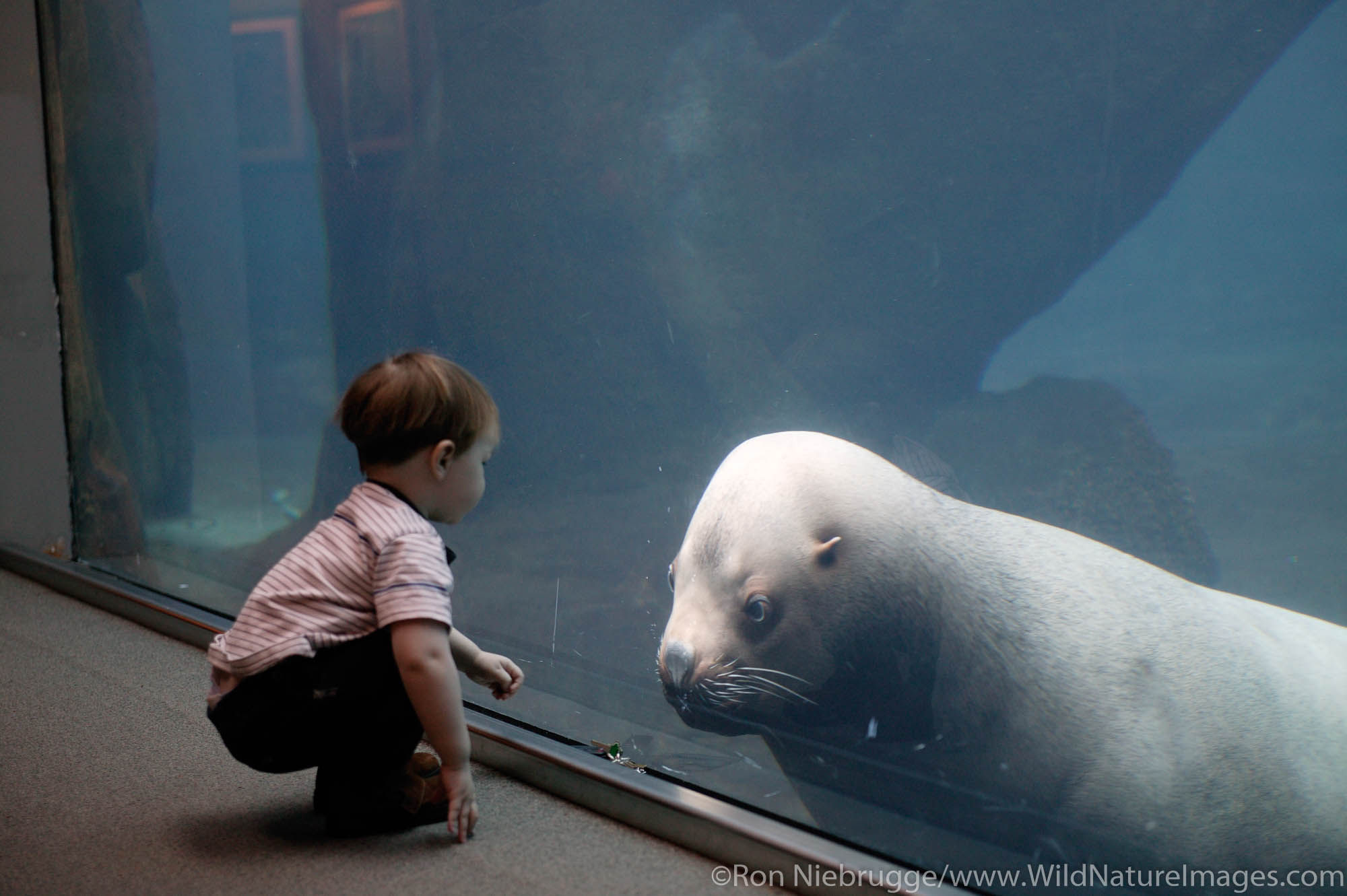 A young boy watches Woody the Sealion at the Alaska Sealife Center, Seward, Alaska.