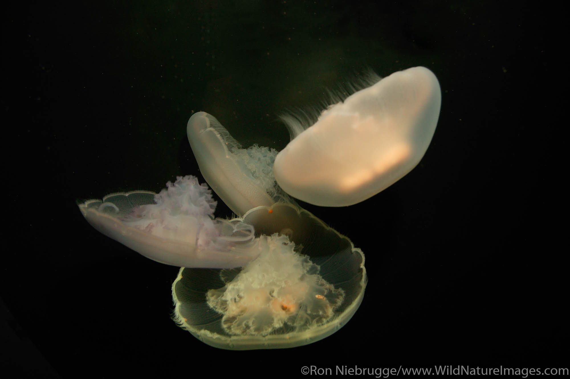 A jellyfish at the Alaska Sealife Center, Seward, Alaska.