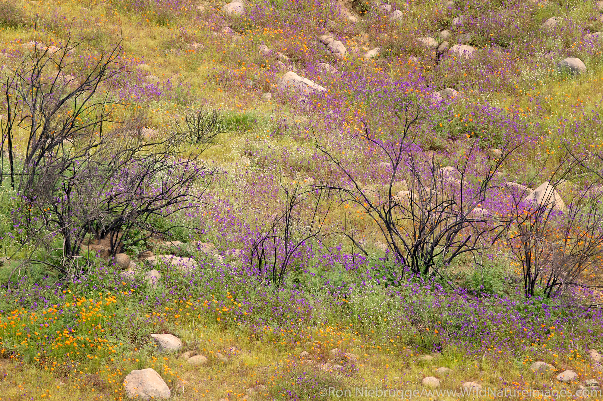 Spring wildflowers among dead branches from a recent wild fire near Lake Elsinore, California.